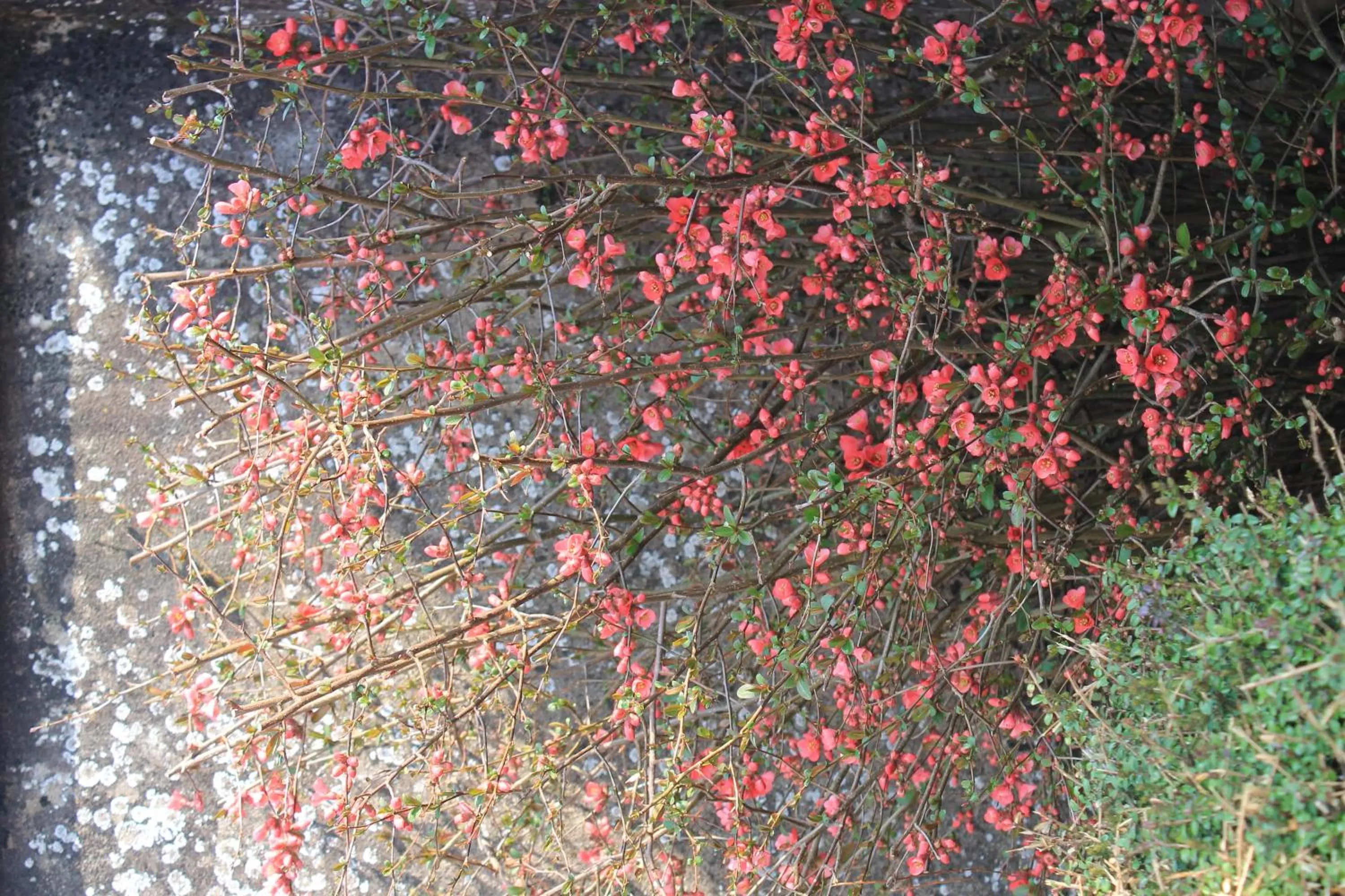 Garden view in Hôtel Restaurant Le Moulin de Saint Verand