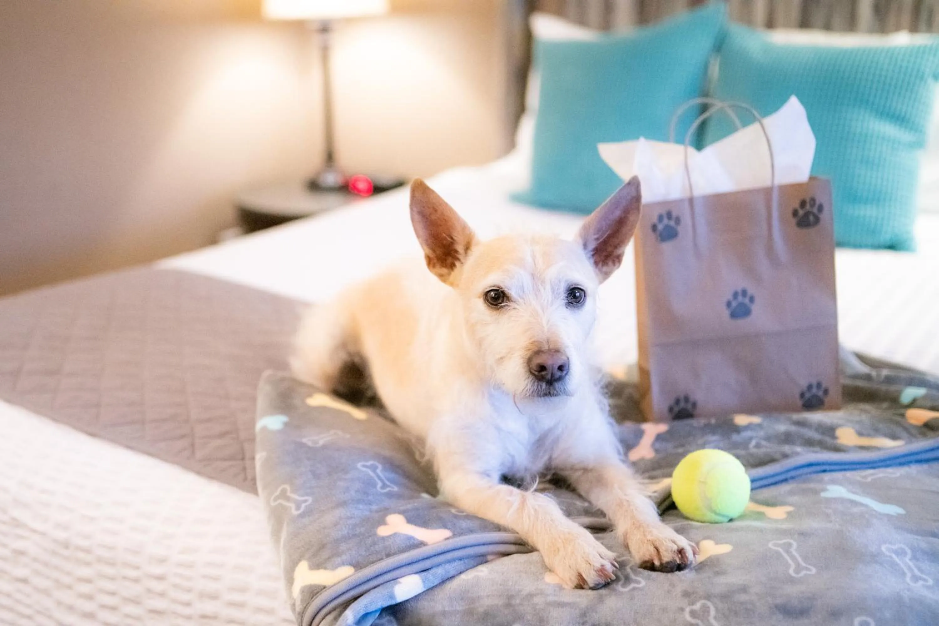 Pets in Mountain View Lodge