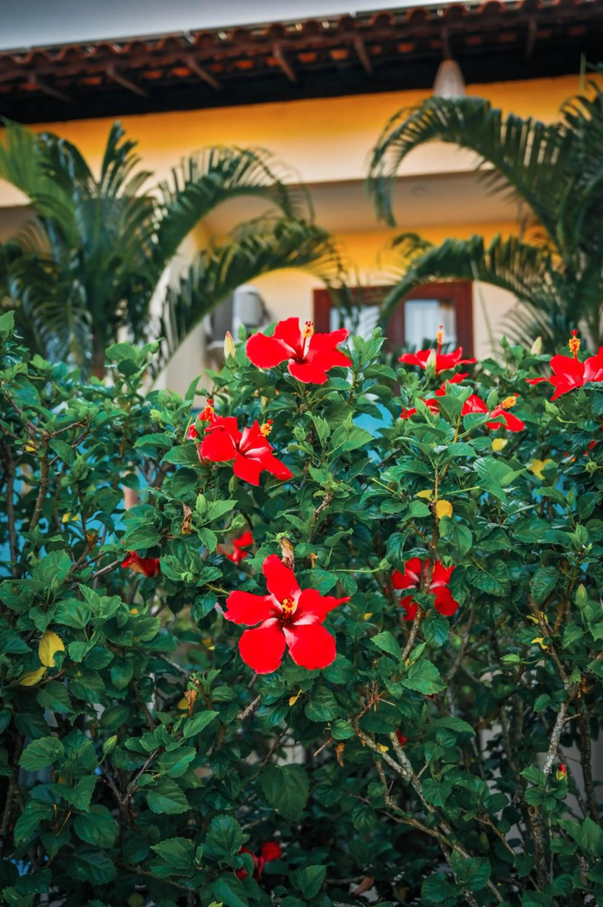 Ayla Praia Hotel Centro Porto Segur