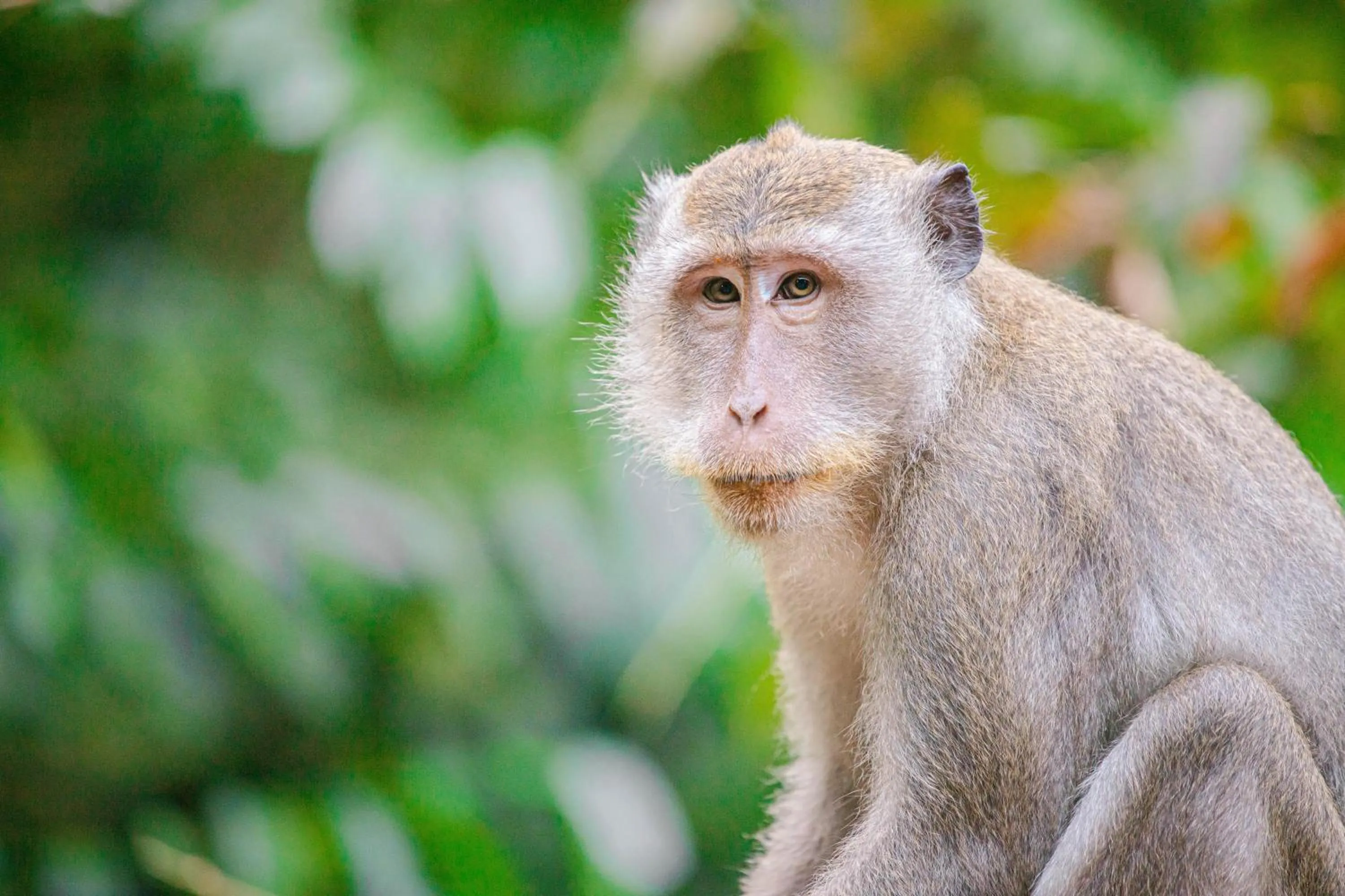 Animals in Our Jungle House