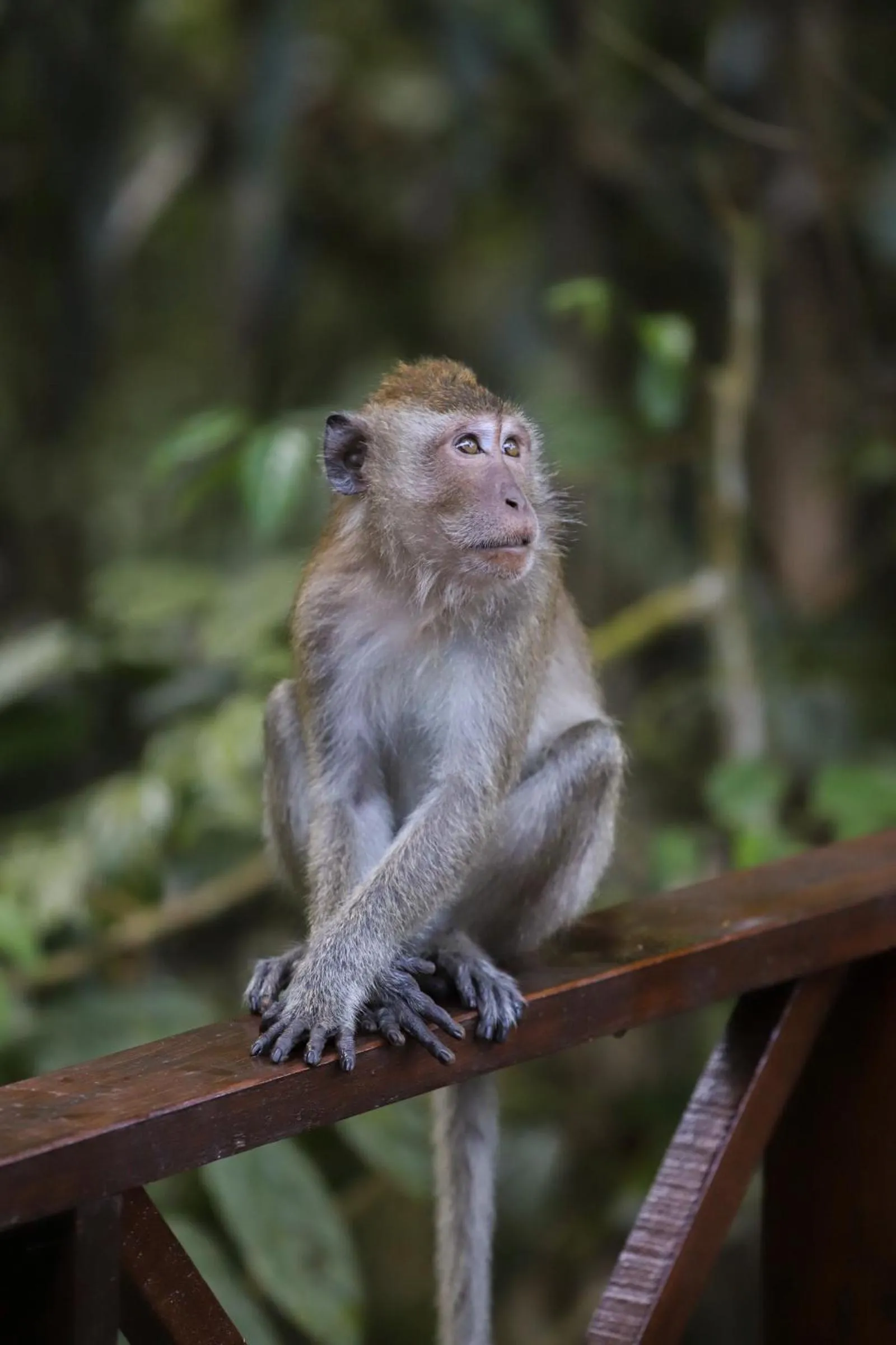 Animals in Our Jungle House