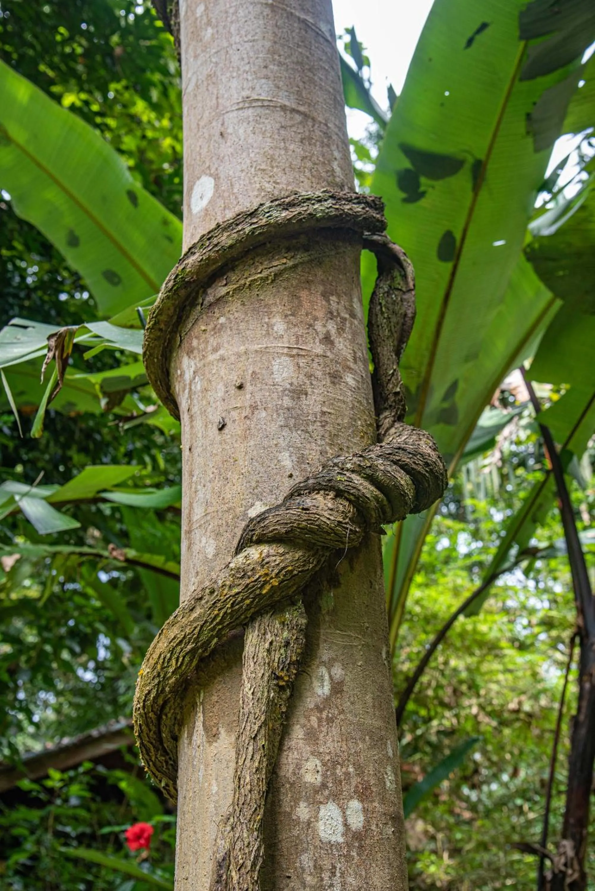 Garden in Our Jungle House