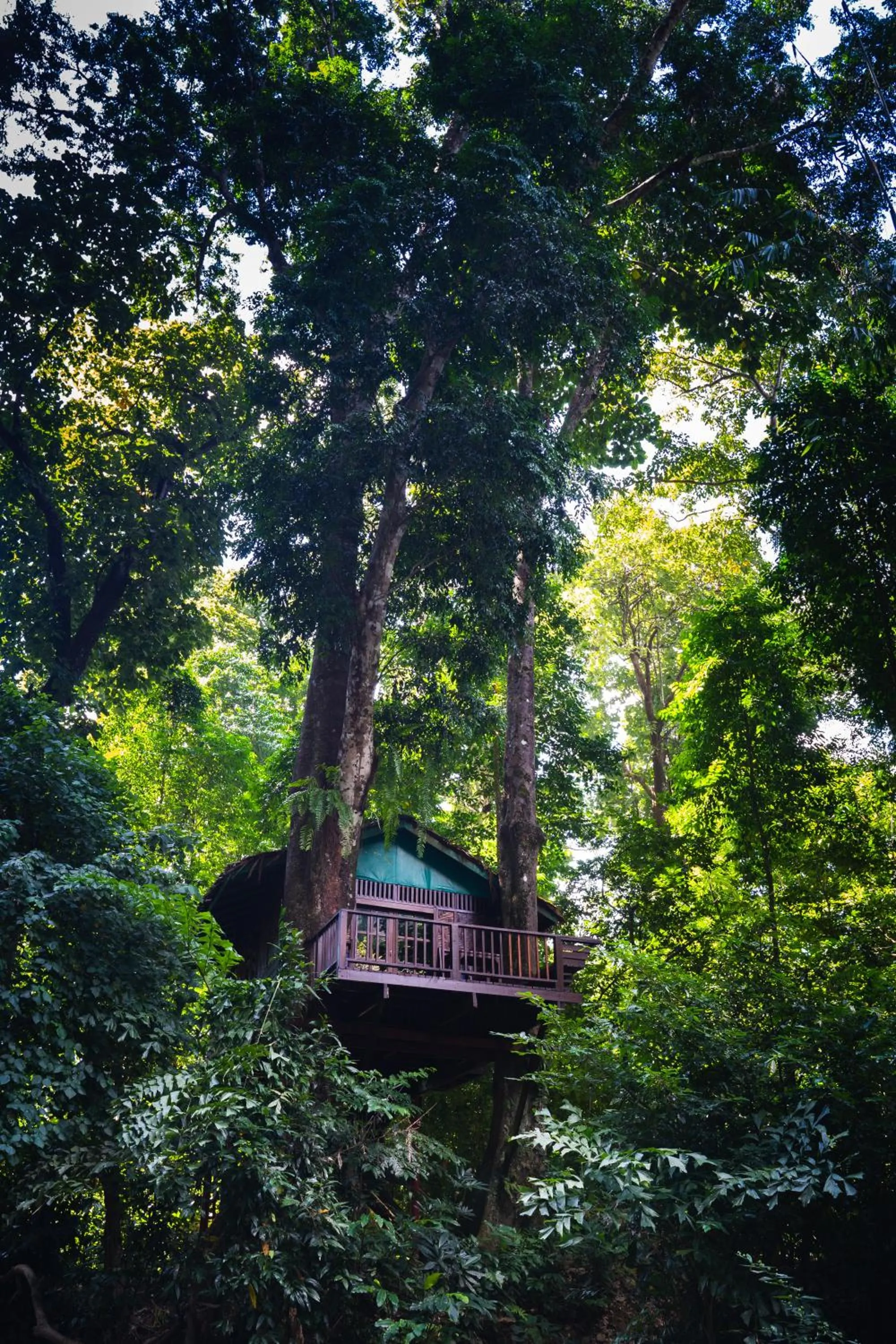 Garden in Our Jungle House