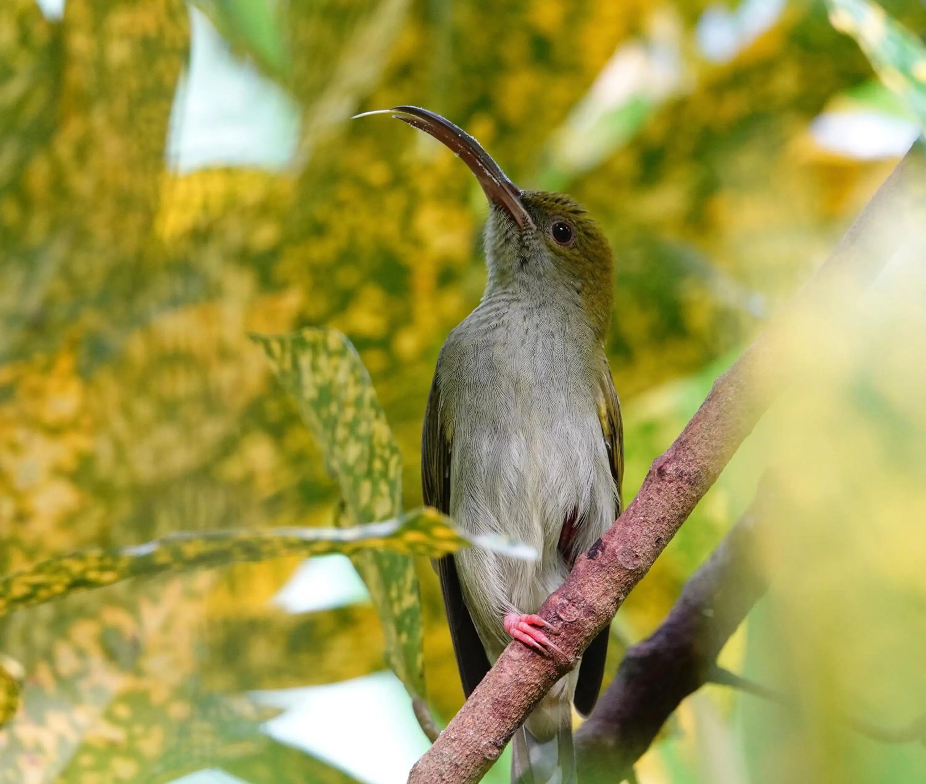 Animals in Our Jungle House