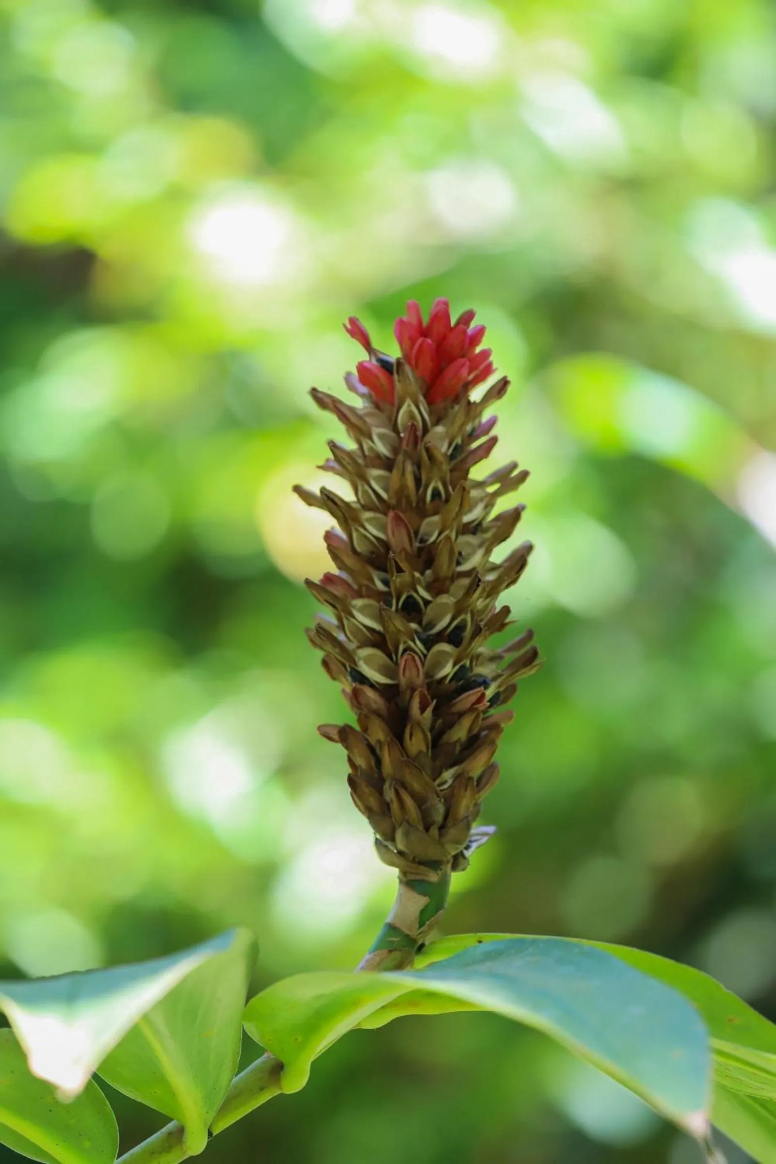 Natural landscape in Our Jungle House