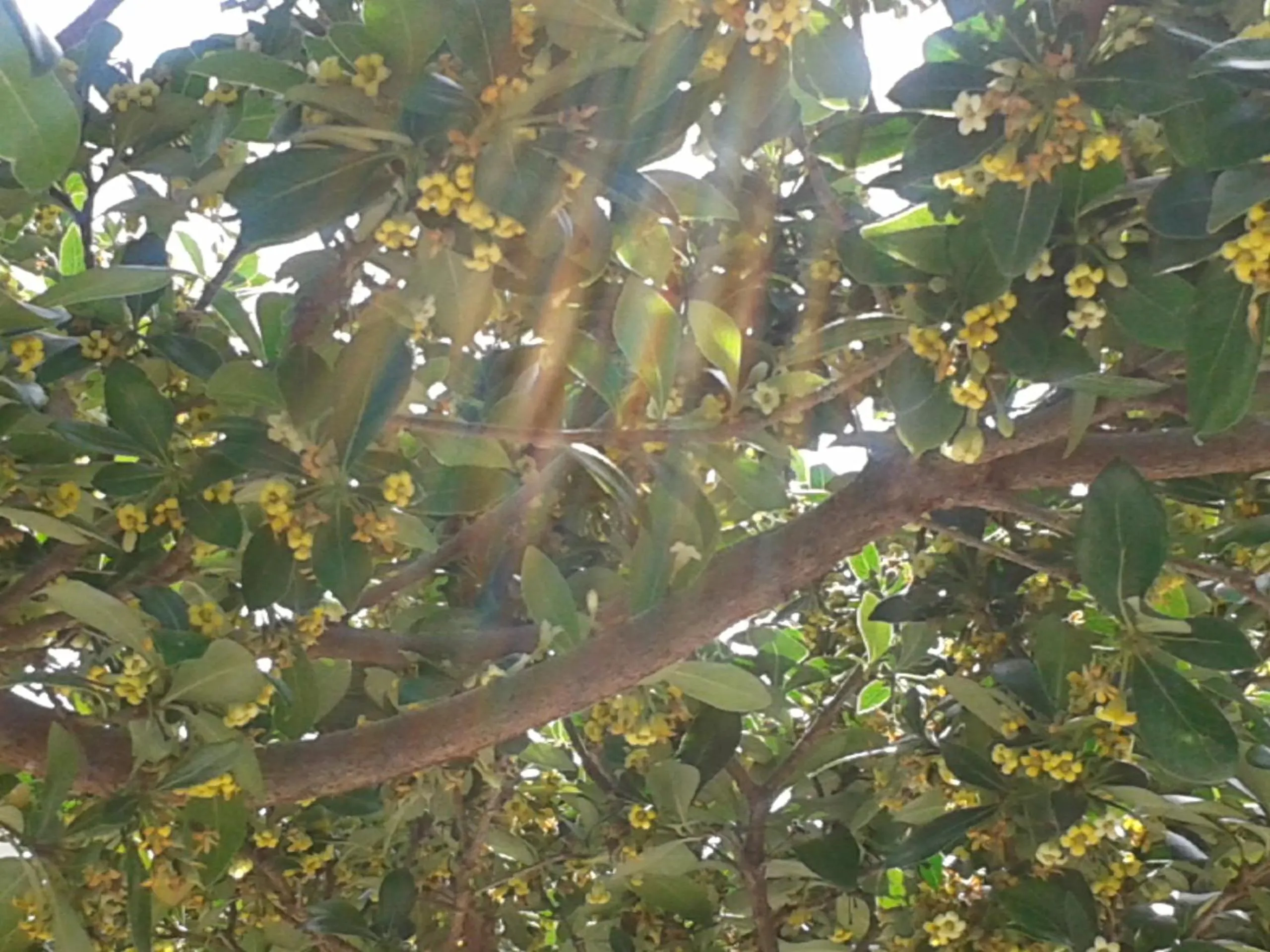 Spring in Polyrizos Hotel