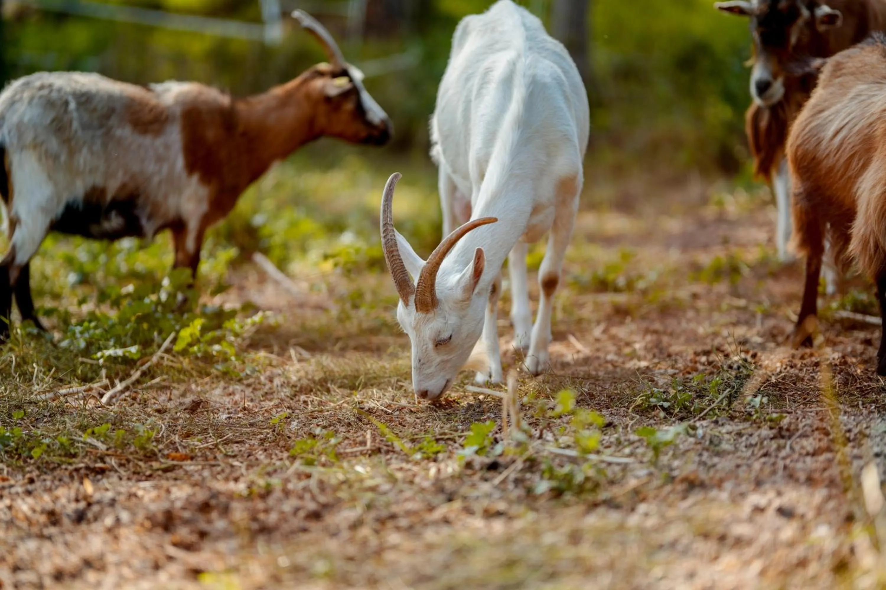 Animals in Scheunenherberge