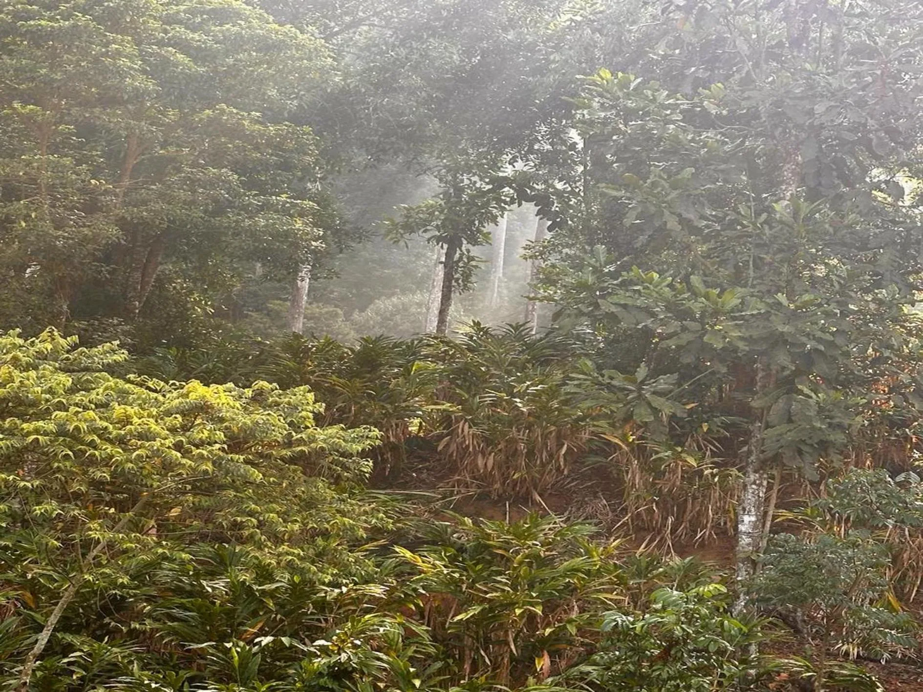 View (from property/room) in Falling Waters Munnar