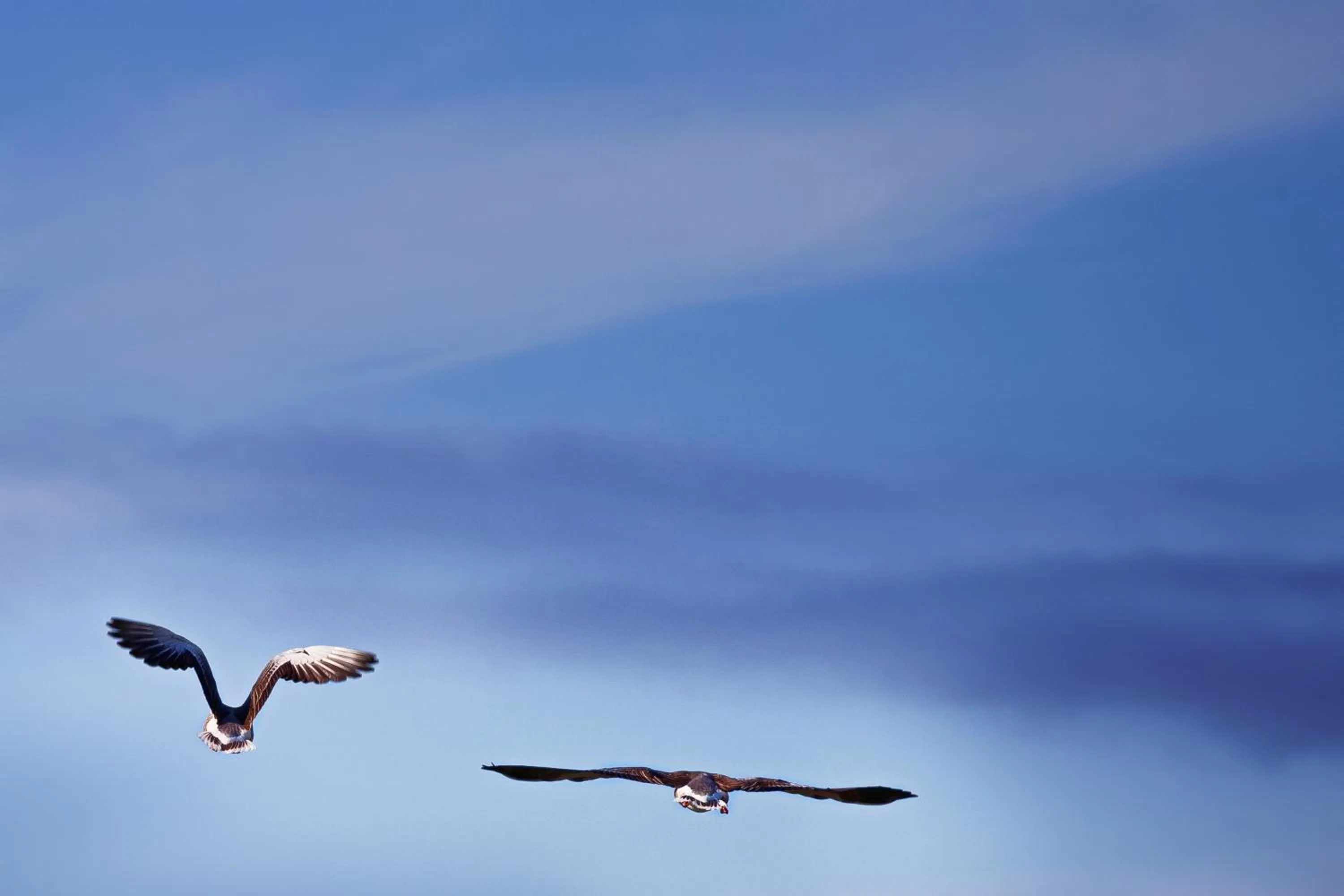 Animals in Hotel Frøya