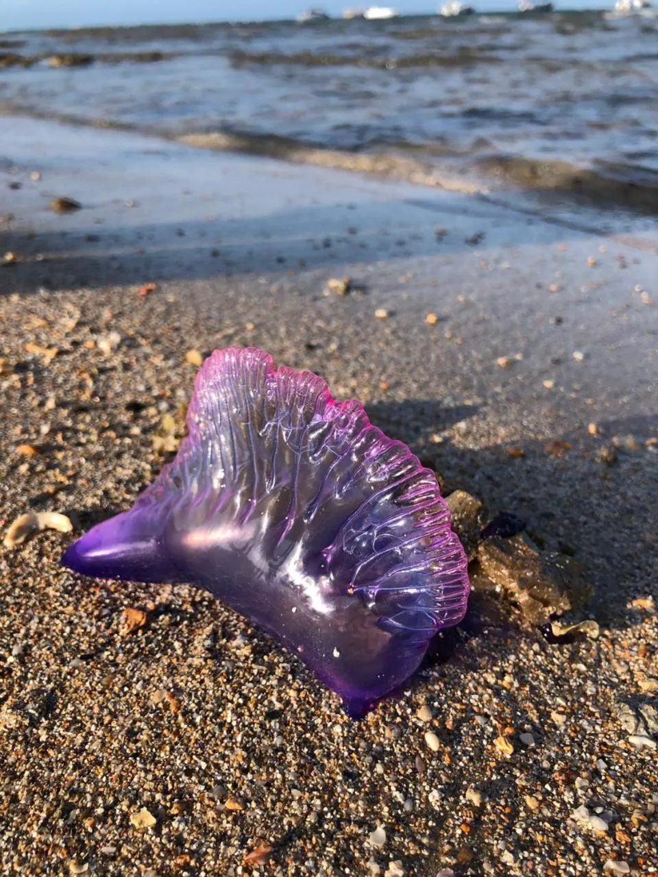 Natural landscape in Pousada E Restaurante Passart