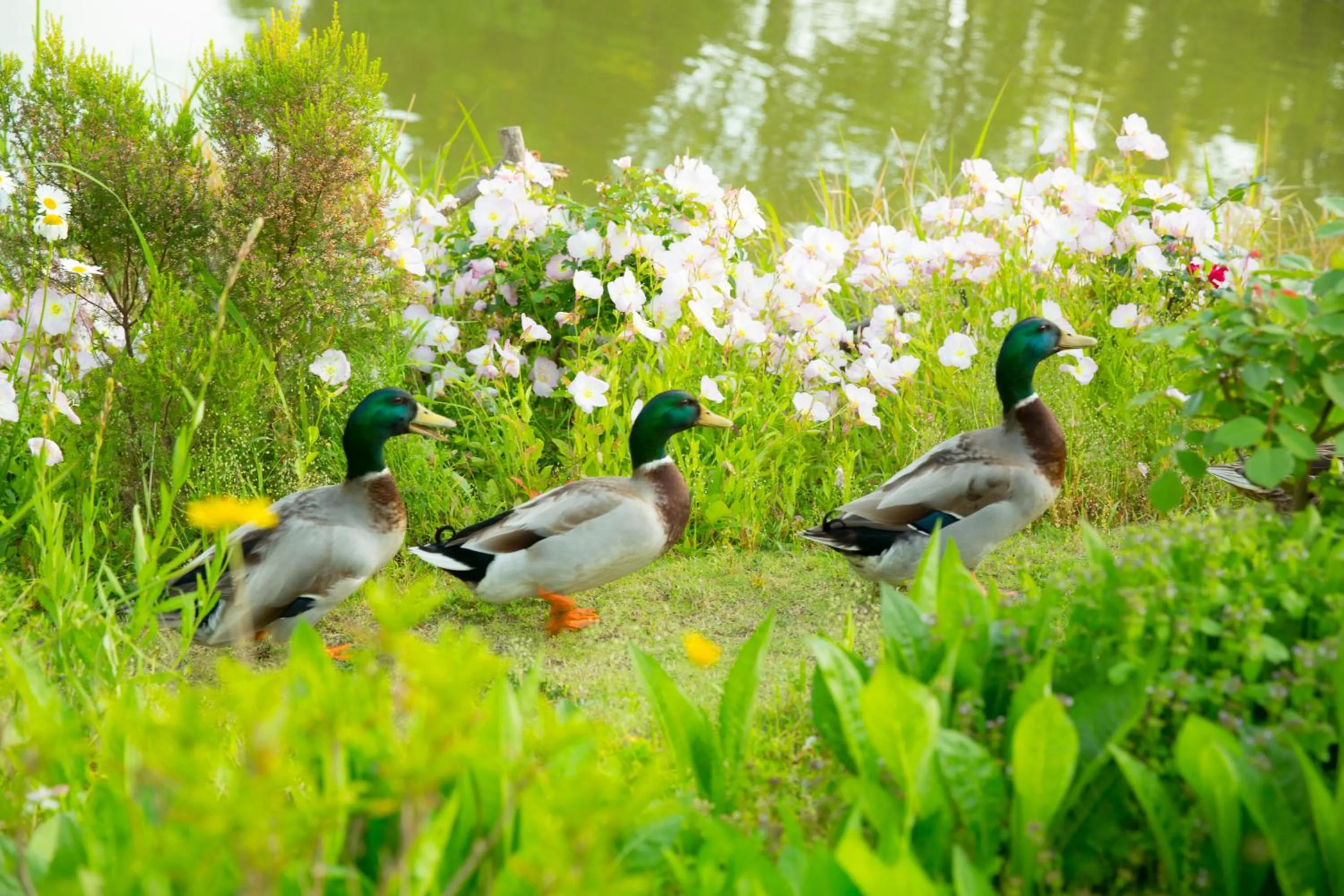 Day in Forest Villa Huis Ten Bosch