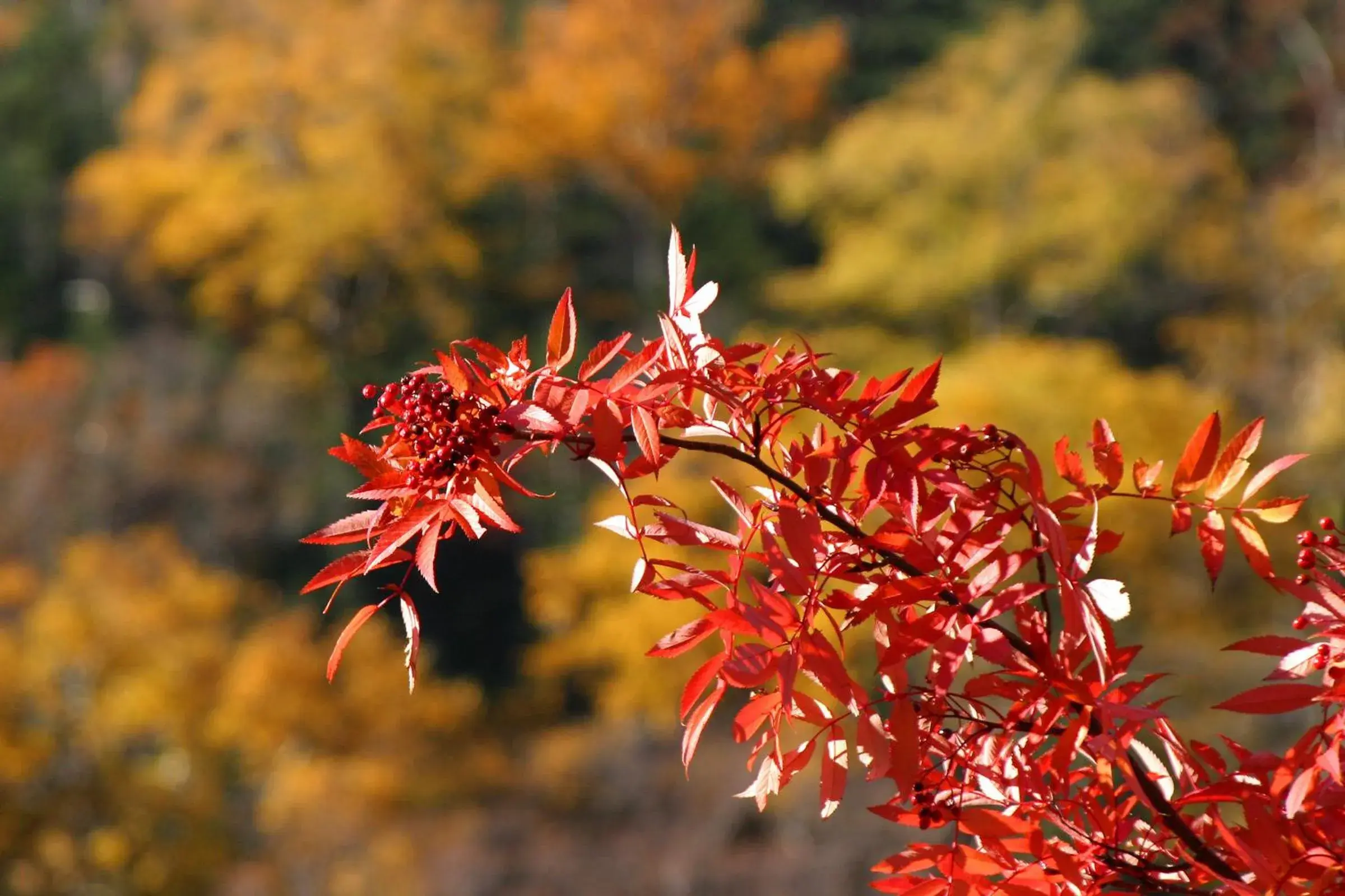 View (from property/room) in Choyo Resort Hotel View (from property/room) in Choyo Resort Hotel