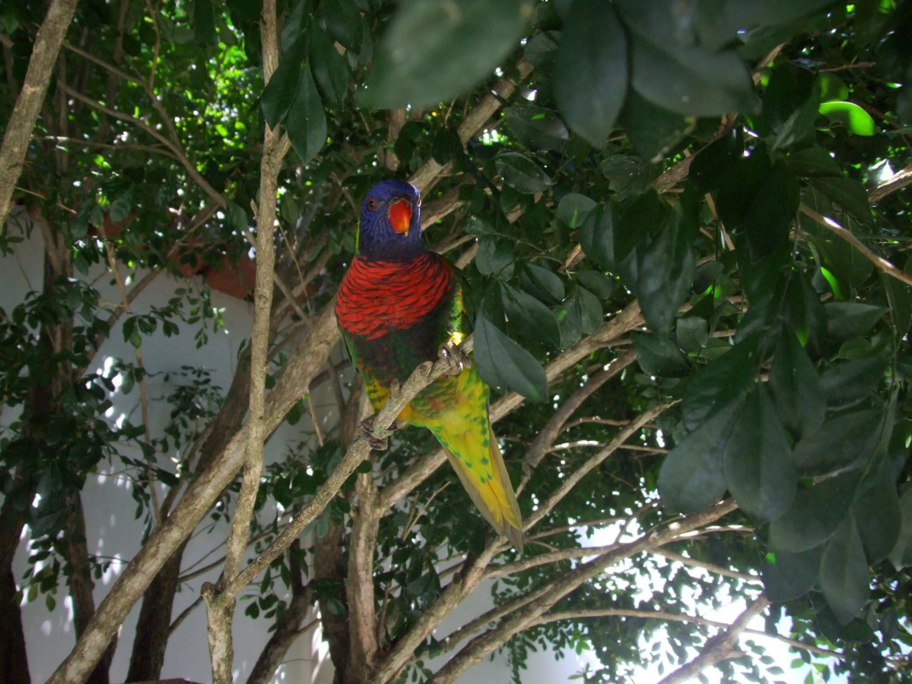 Pets in Pousada Lua e Mar