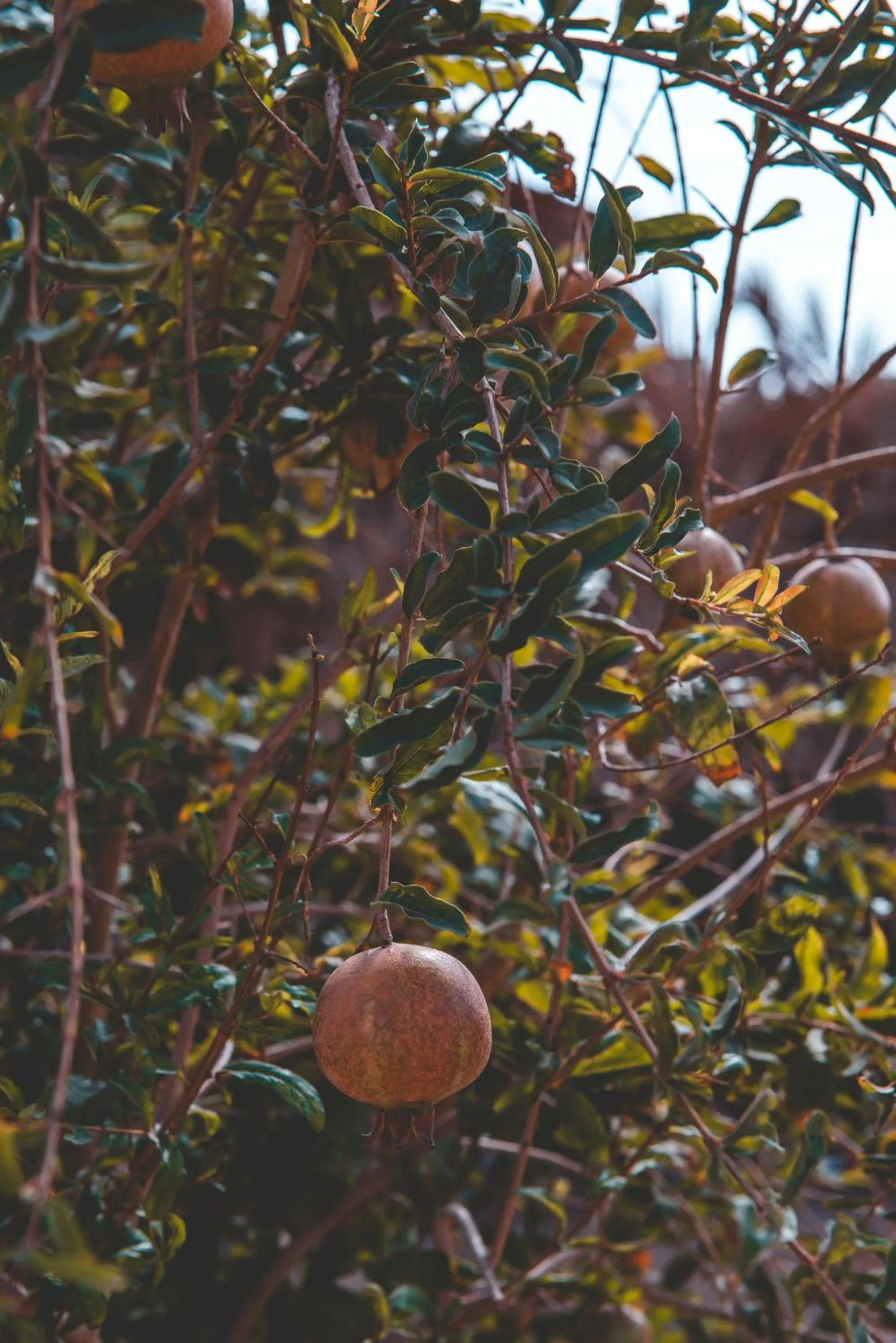 Day in Sheikh Ali Dahab Resort