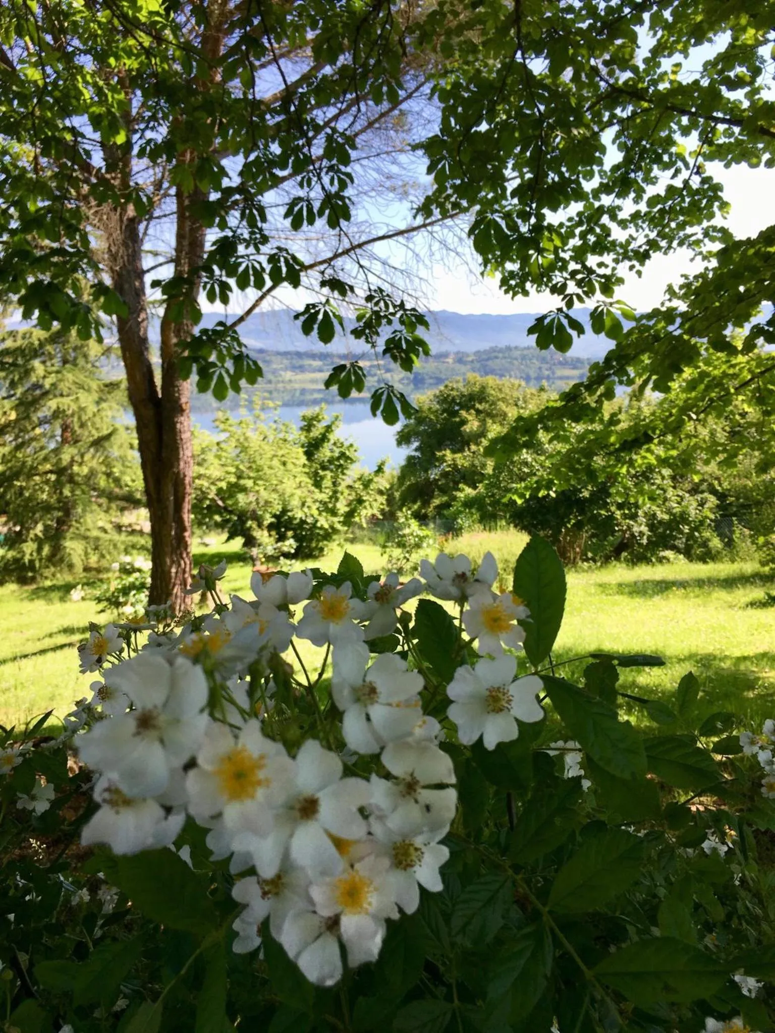 Garden in Villa del lago