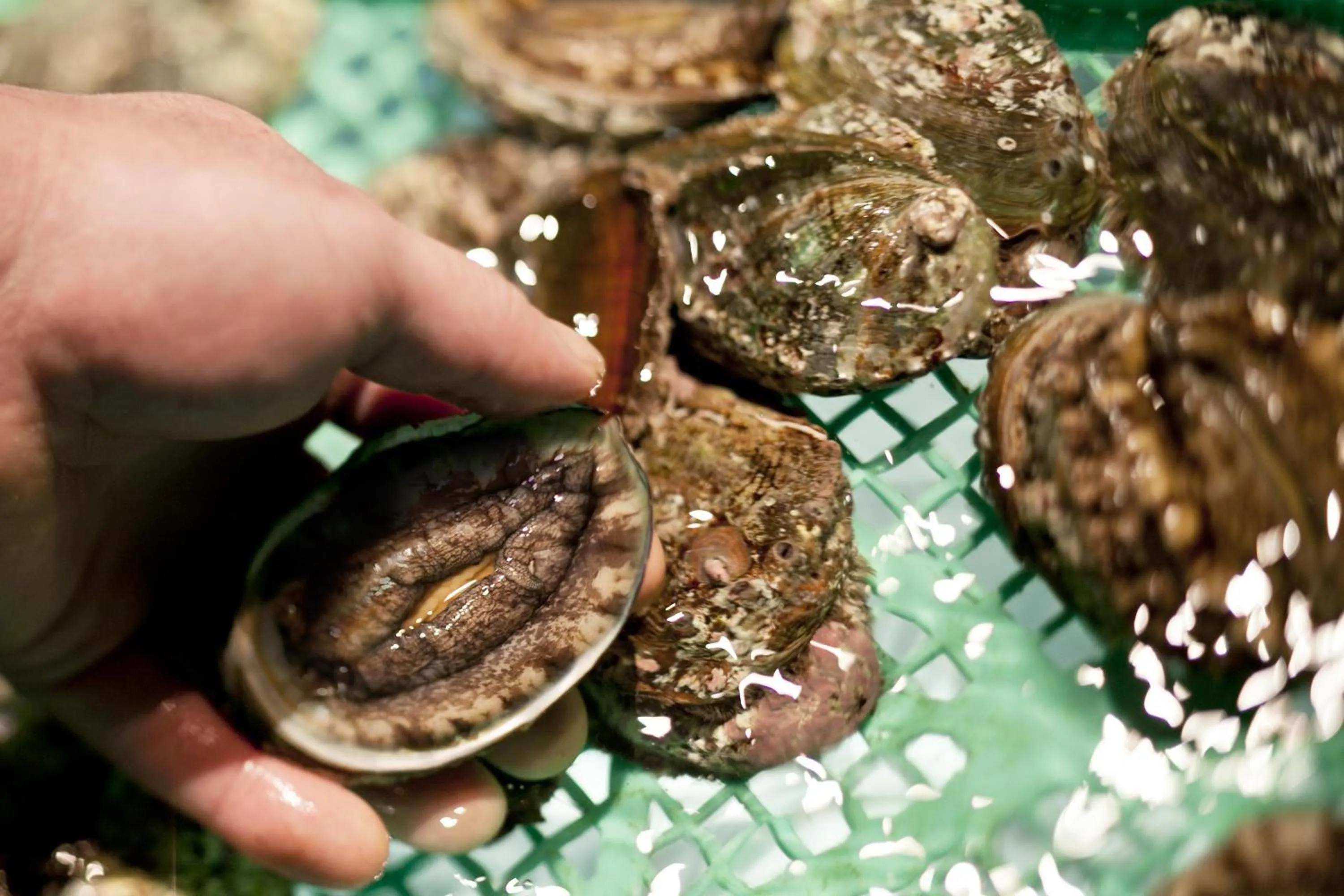 Food close-up in Bourou Noguchi Hakodate