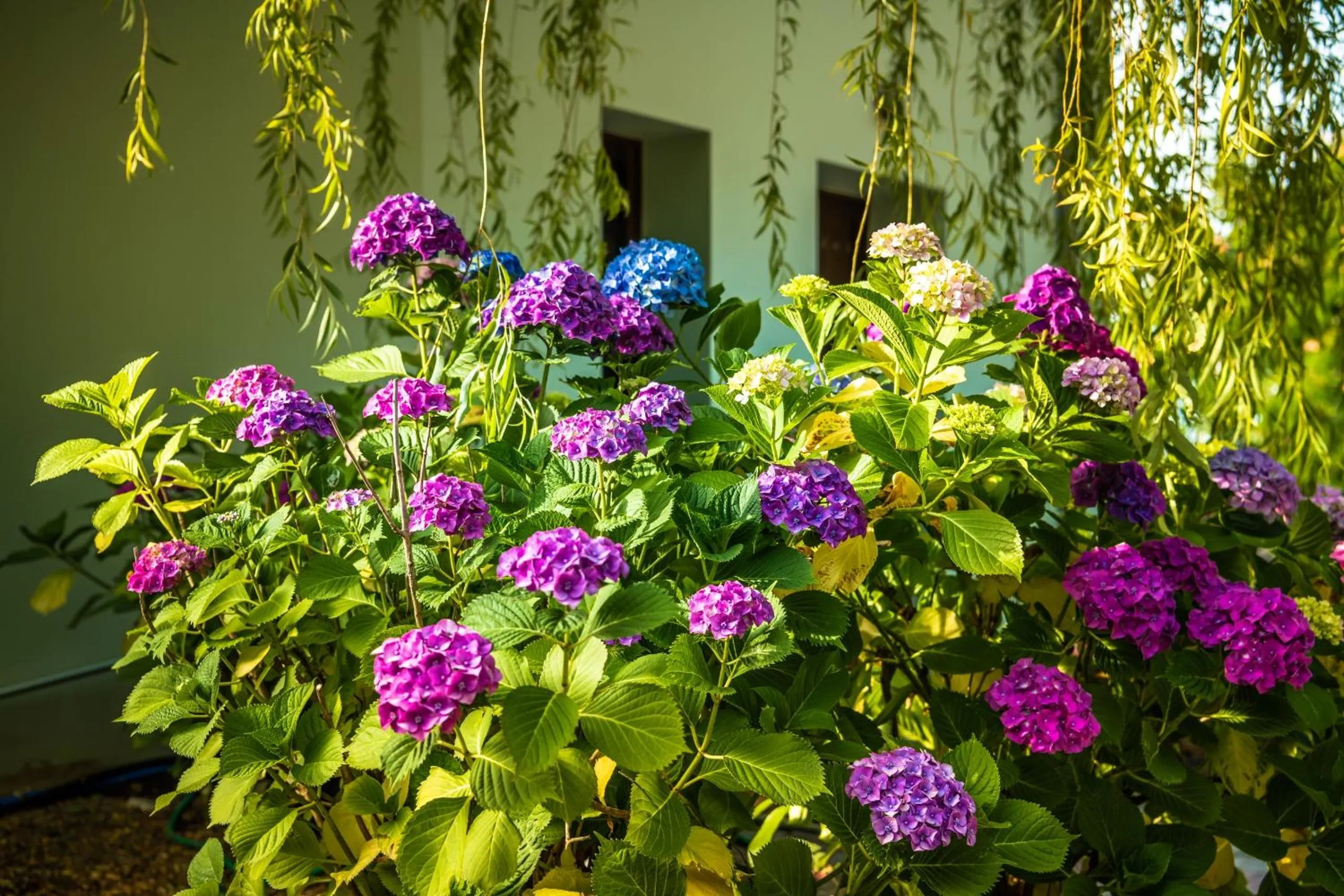 Garden in Nymfes