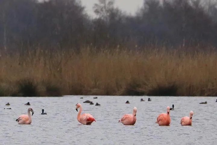 Bed & Breakfast De Schoppe