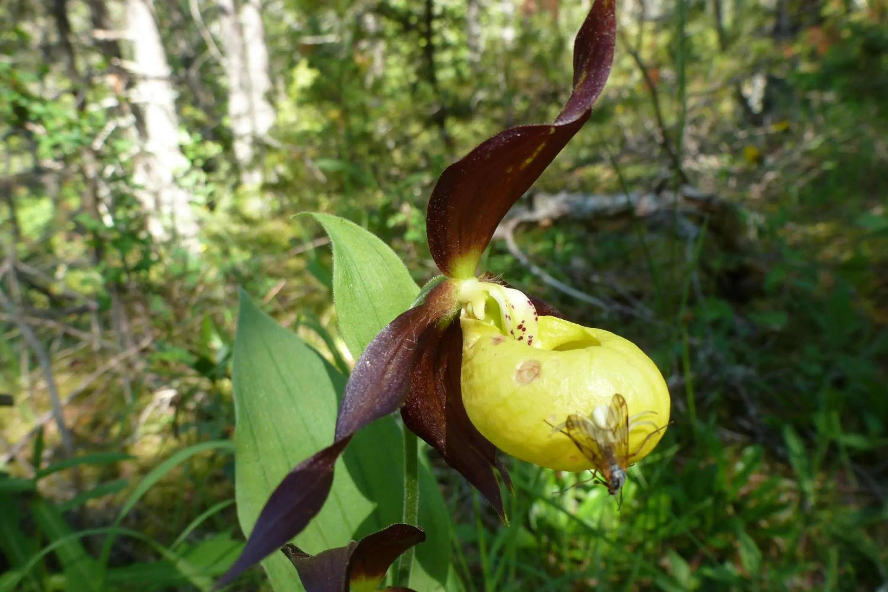 Day in Hotel le Chalet