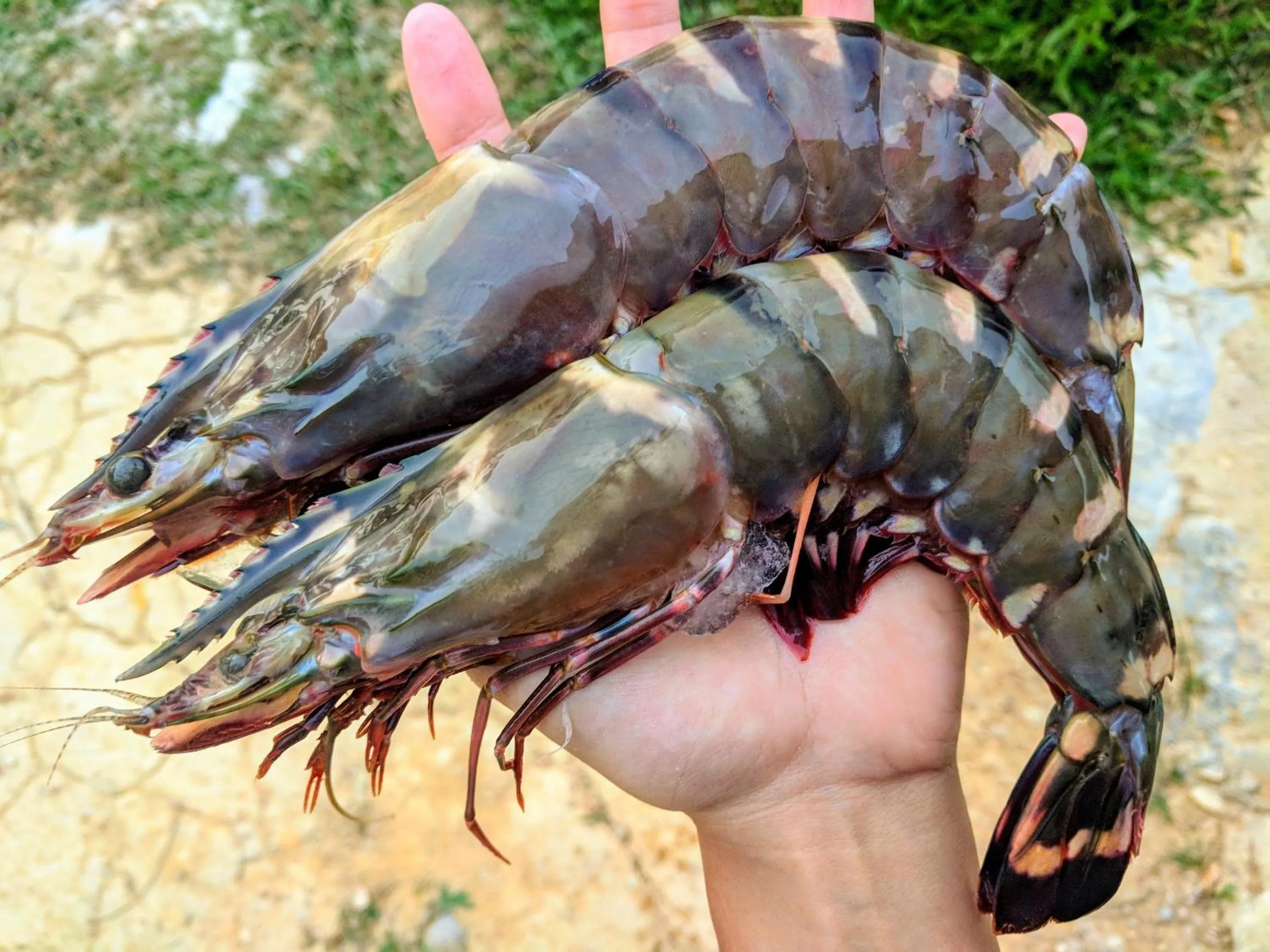 Food in Phayamas Private Beach Resort and Island Brew - Adults Only