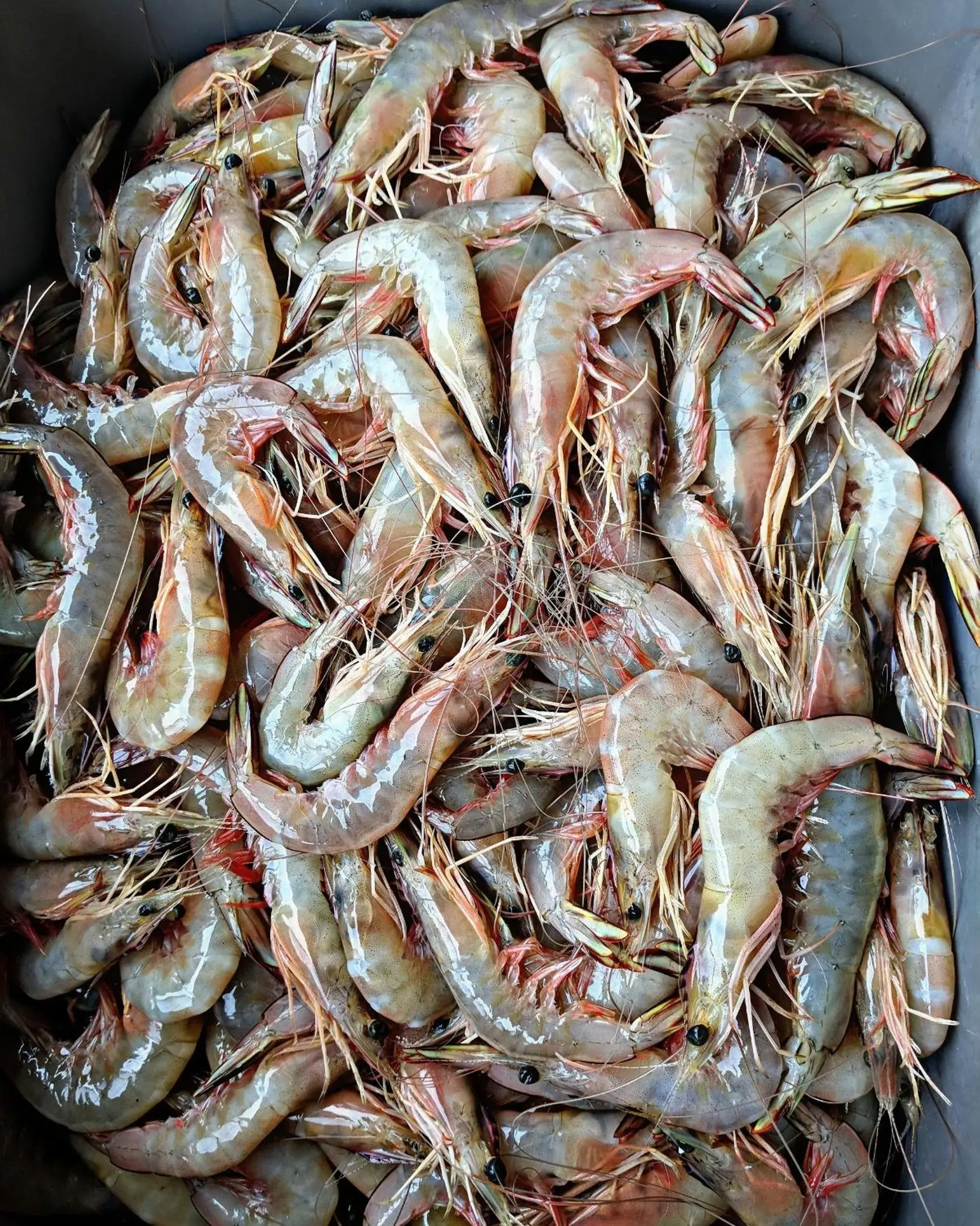 Food in Phayamas Private Beach Resort and Island Brew - Adults Only Food in Phayamas Private Beach Resort and Island Brew - Adults Only