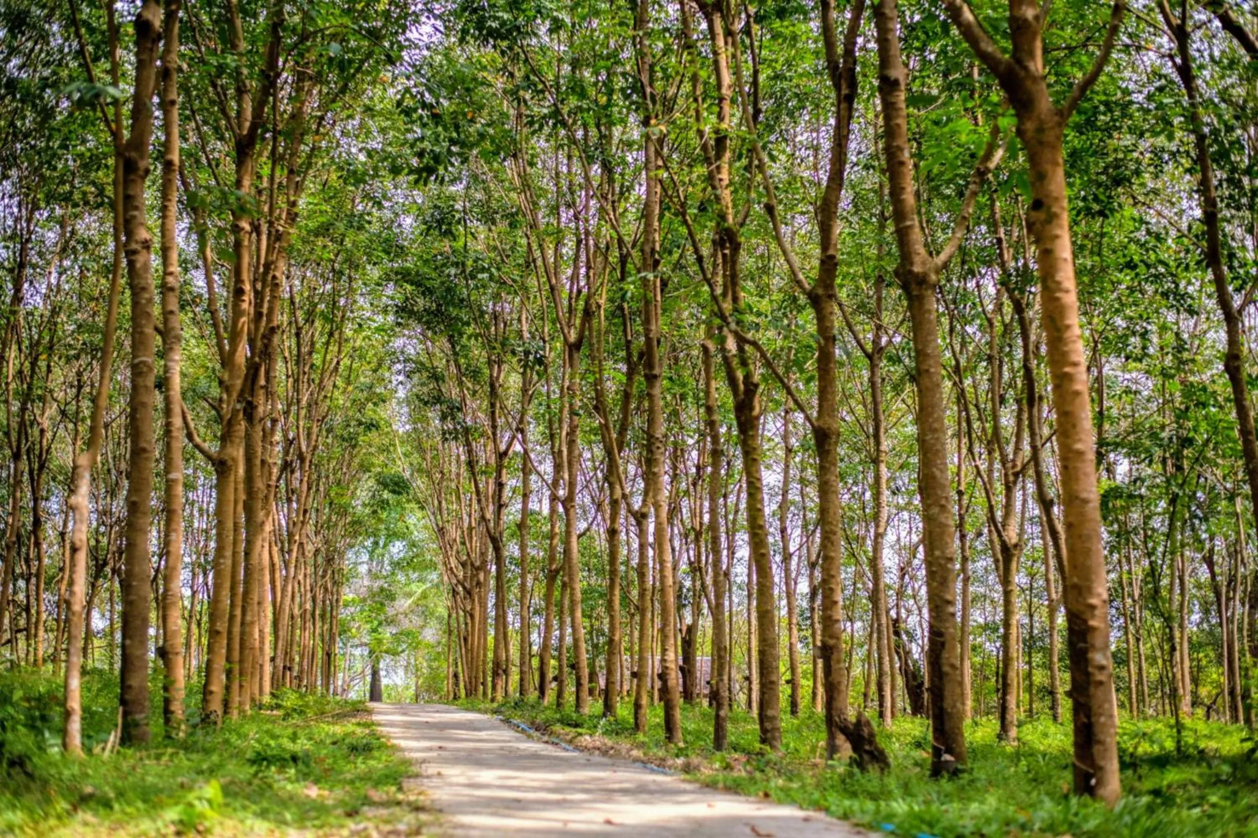 Natural landscape in Phayamas Private Beach Resort and Island Brew - Adults Only