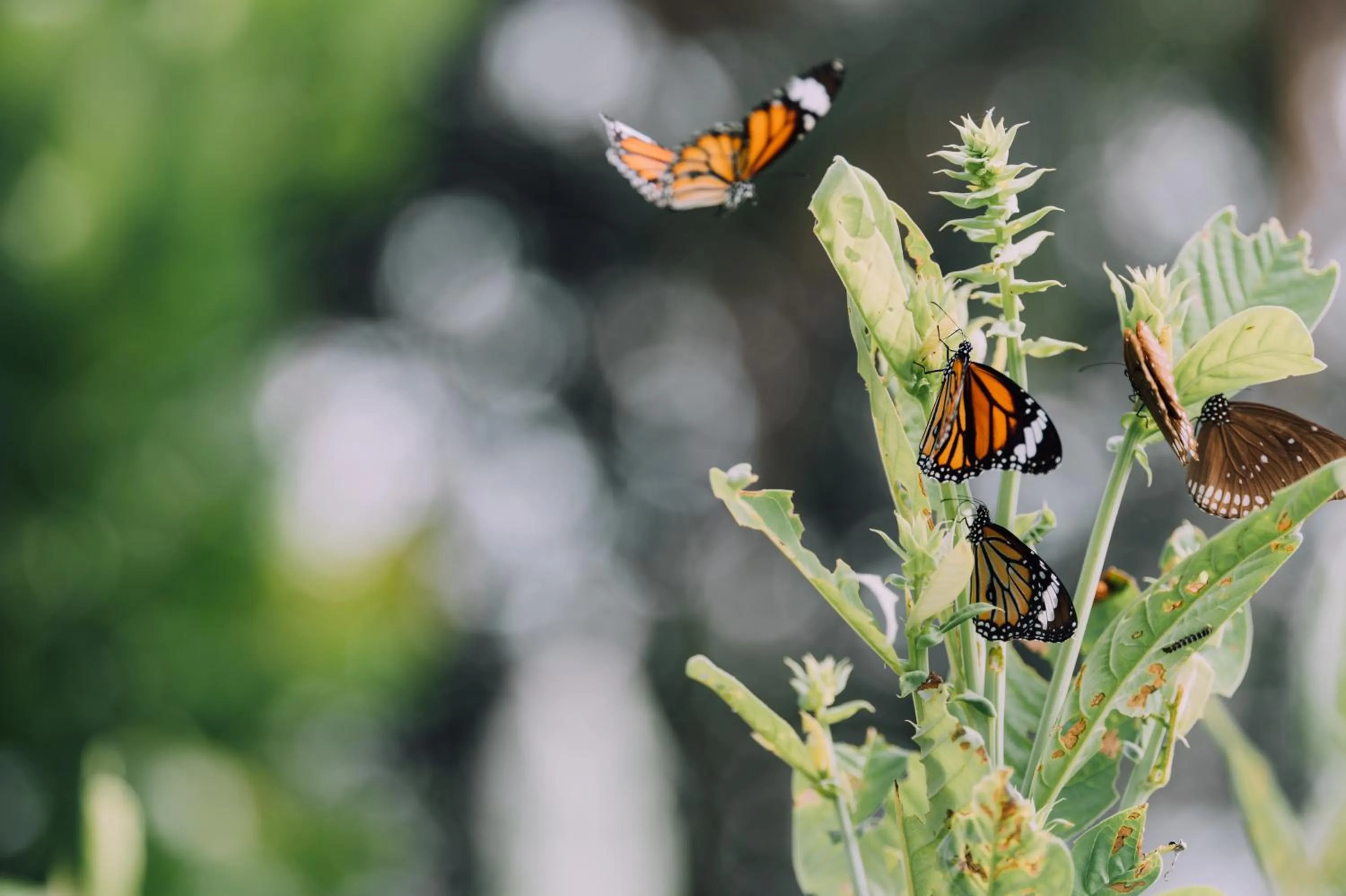 Day in Phayamas Private Beach Resort and Island Brew - Adults Only