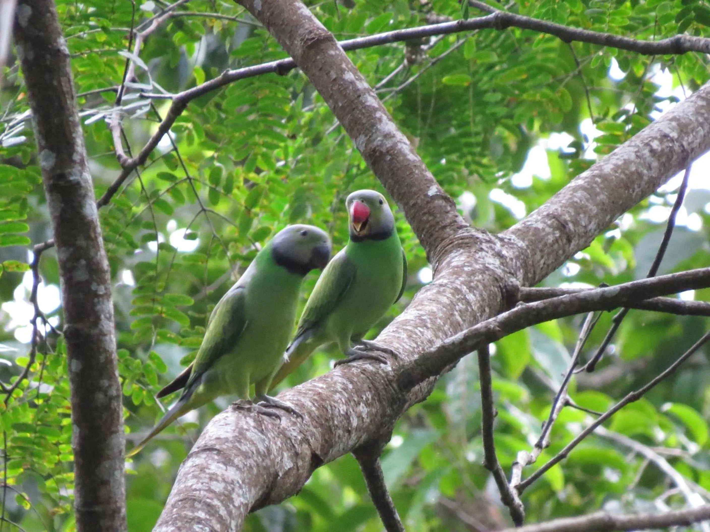 Animals in Polwaththa Eco Lodges
