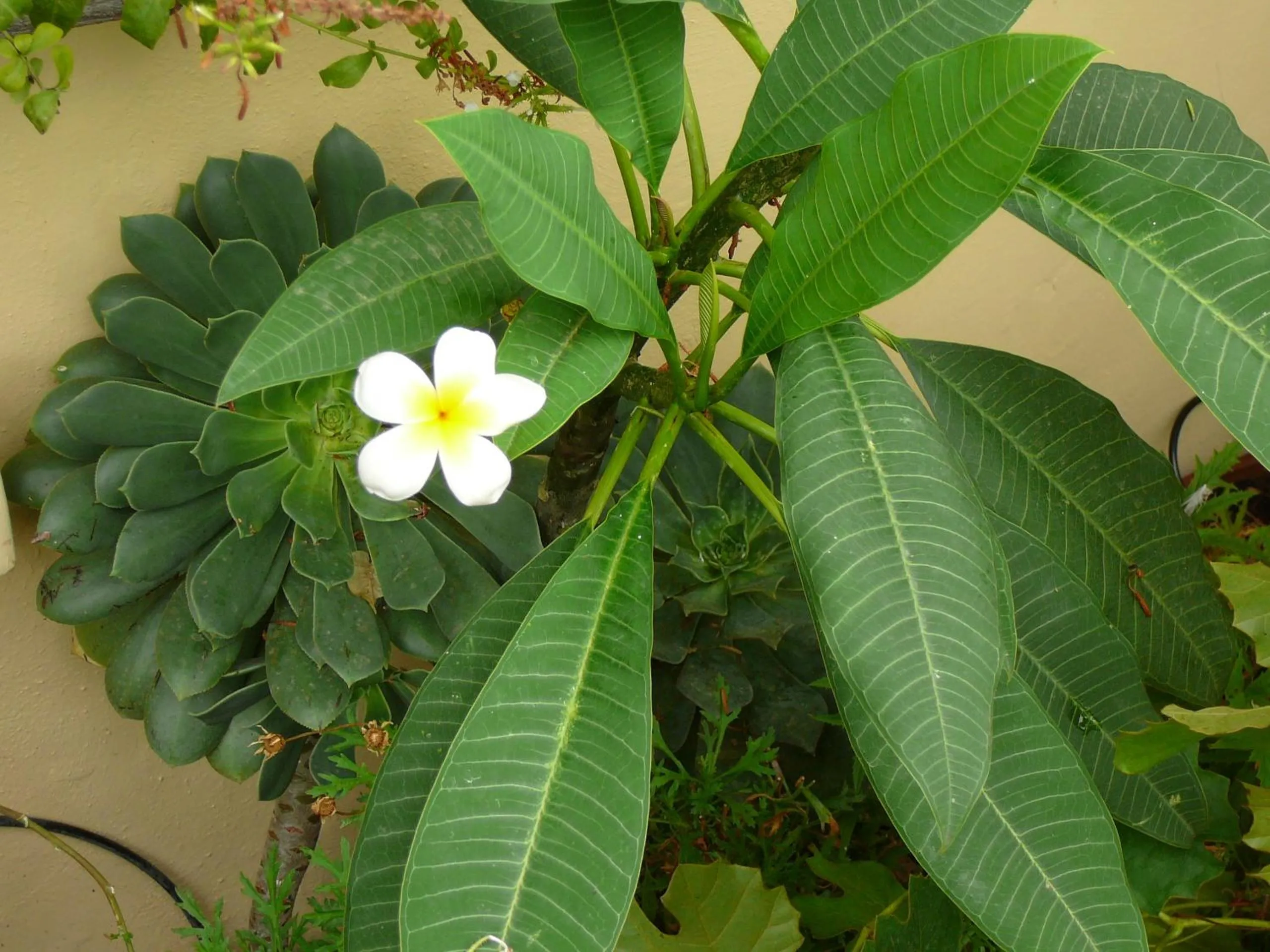 Balcony/Terrace in La Terrazza dei Pelargoni B&B