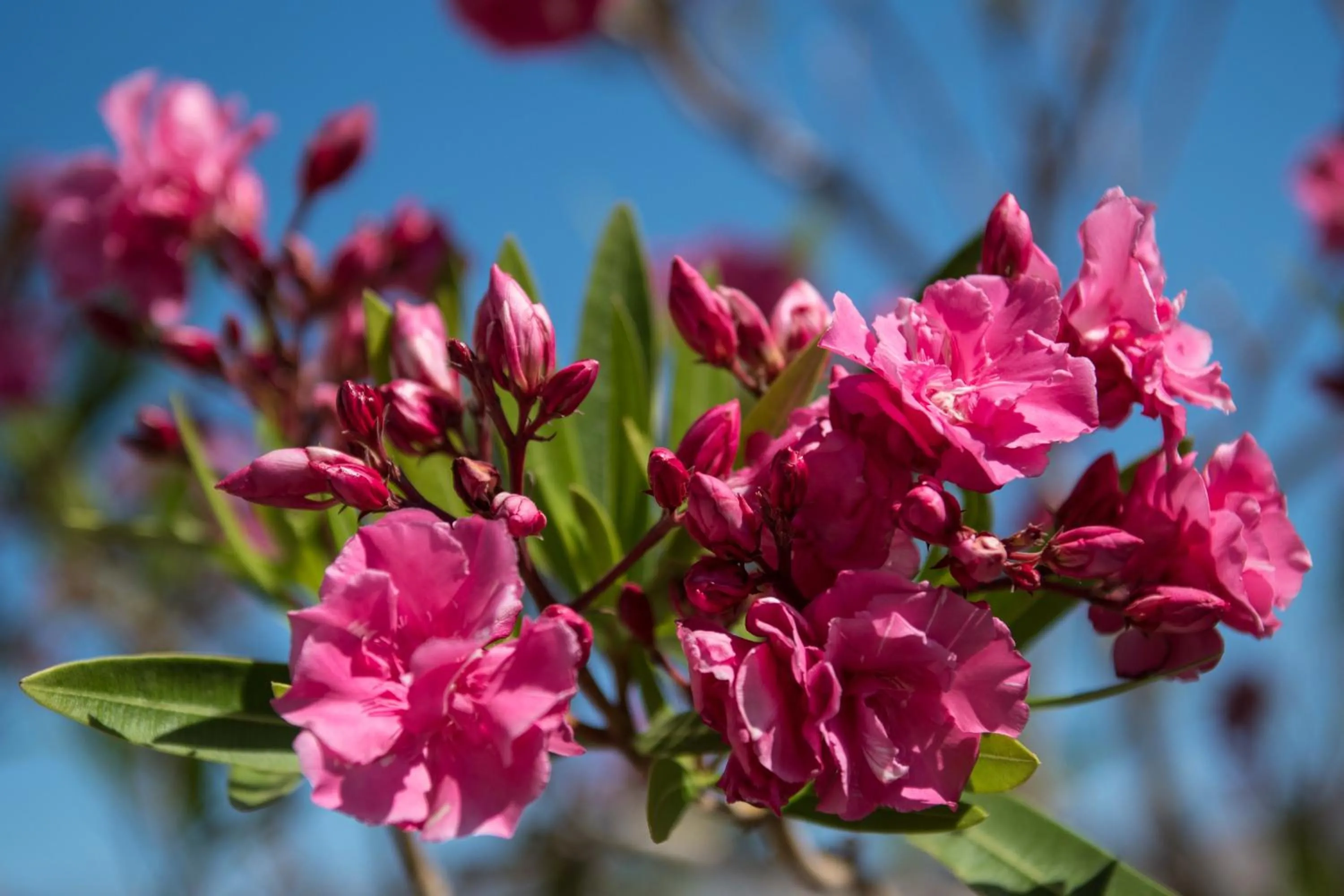 Spring in Myrties Boutique Apartments
