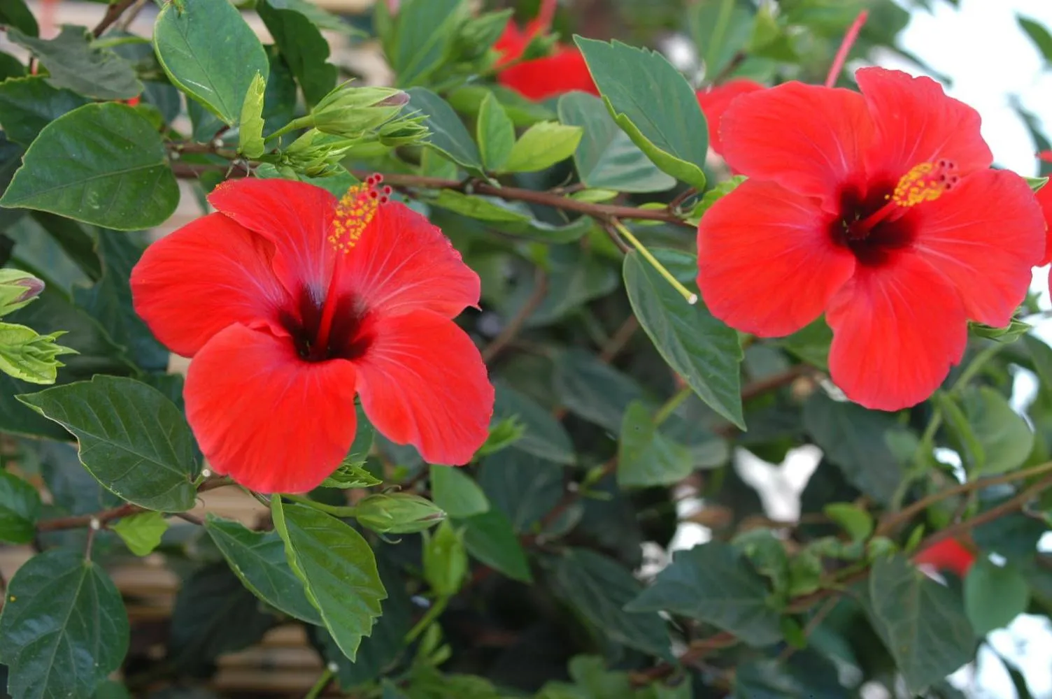 Spring in Myrties Boutique Apartments