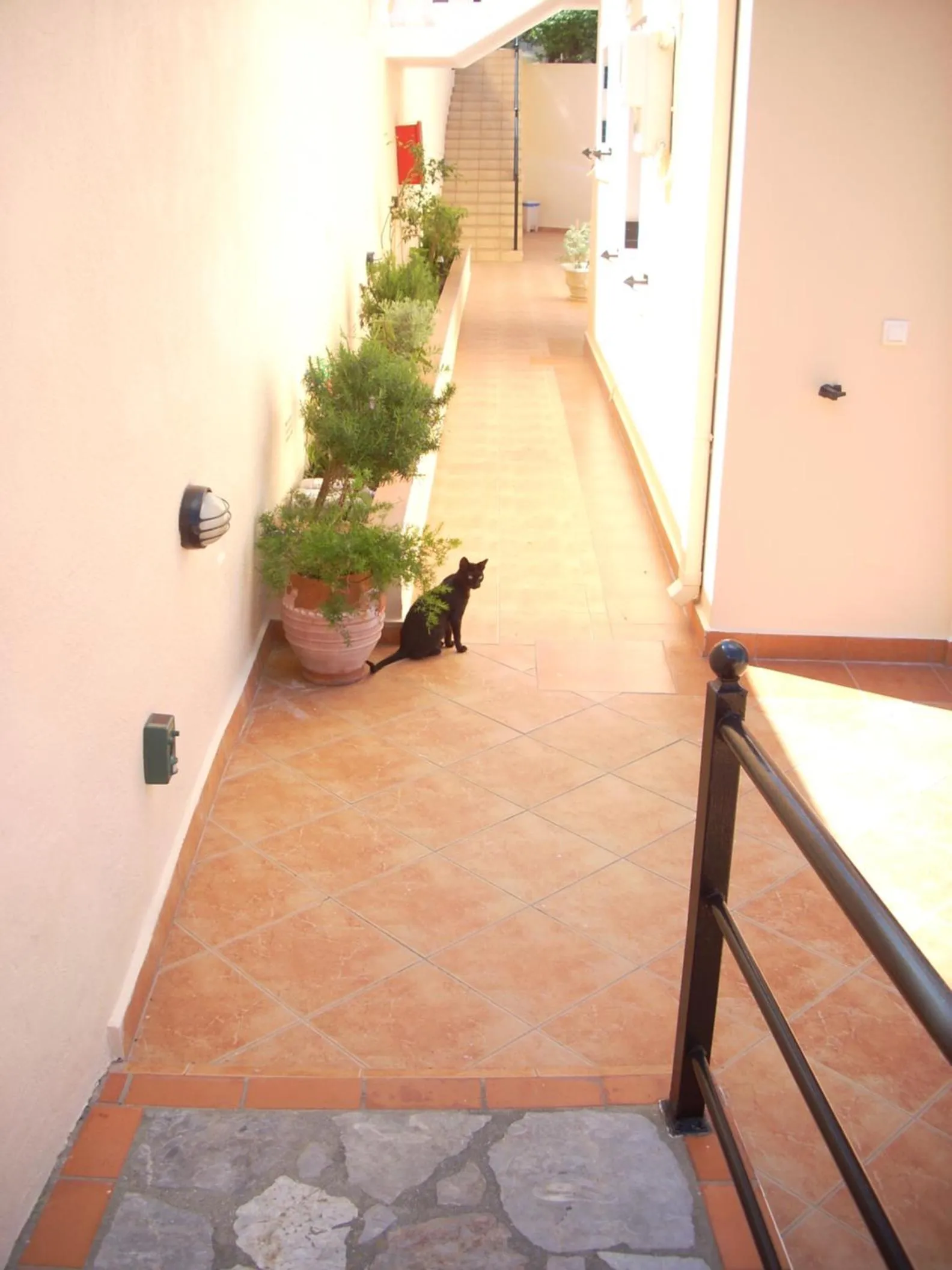 Pets in Myrties Boutique Apartments