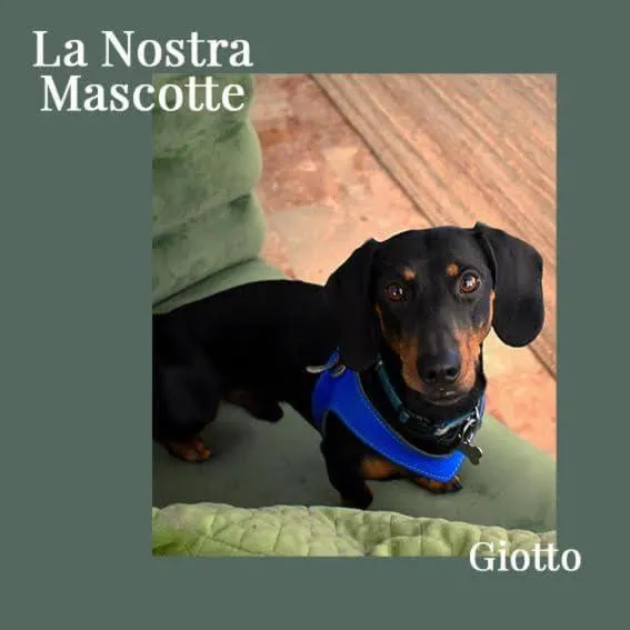 Animals in Hotel Miramare Et De La Ville