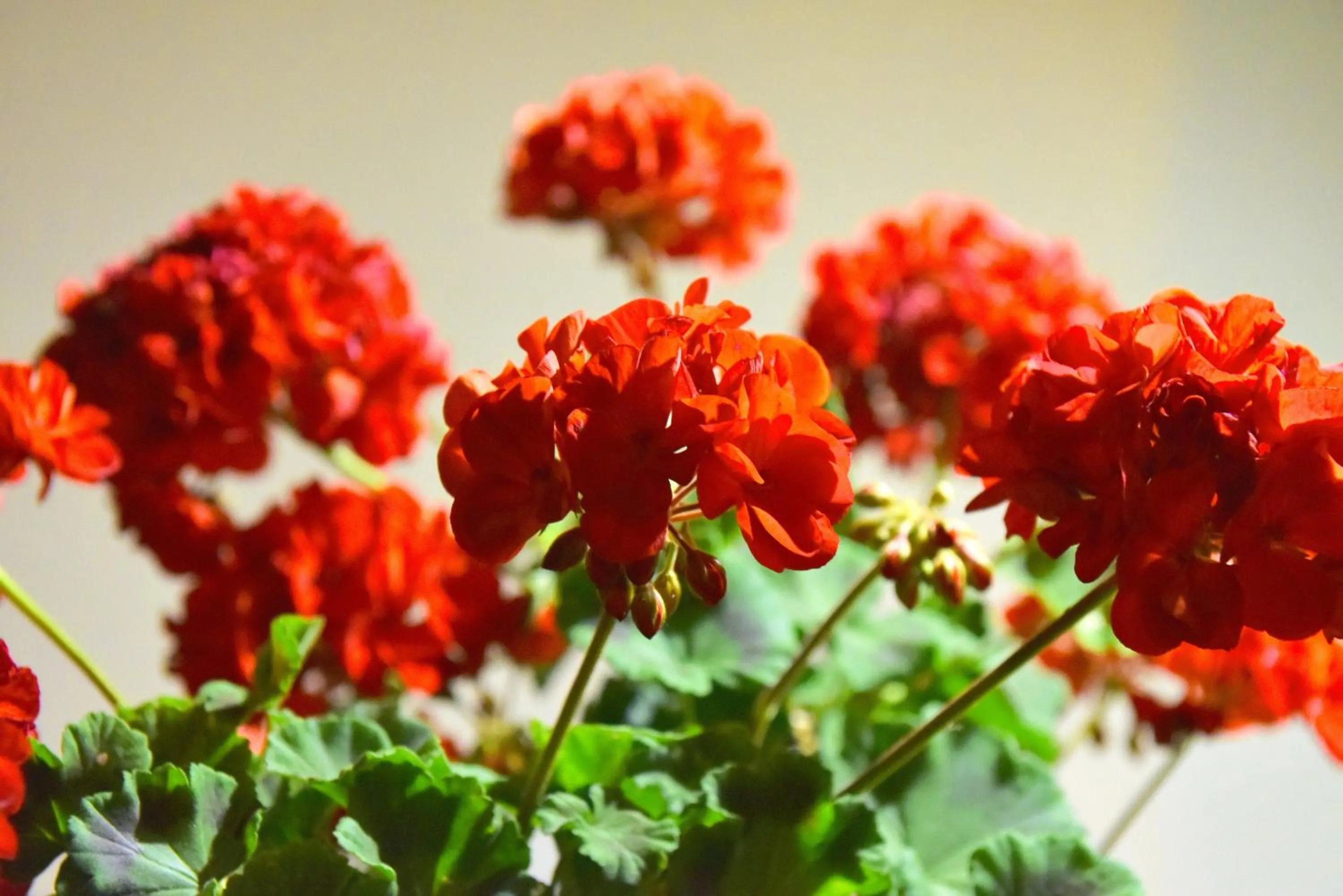 Spring in Hotel Aeroporto