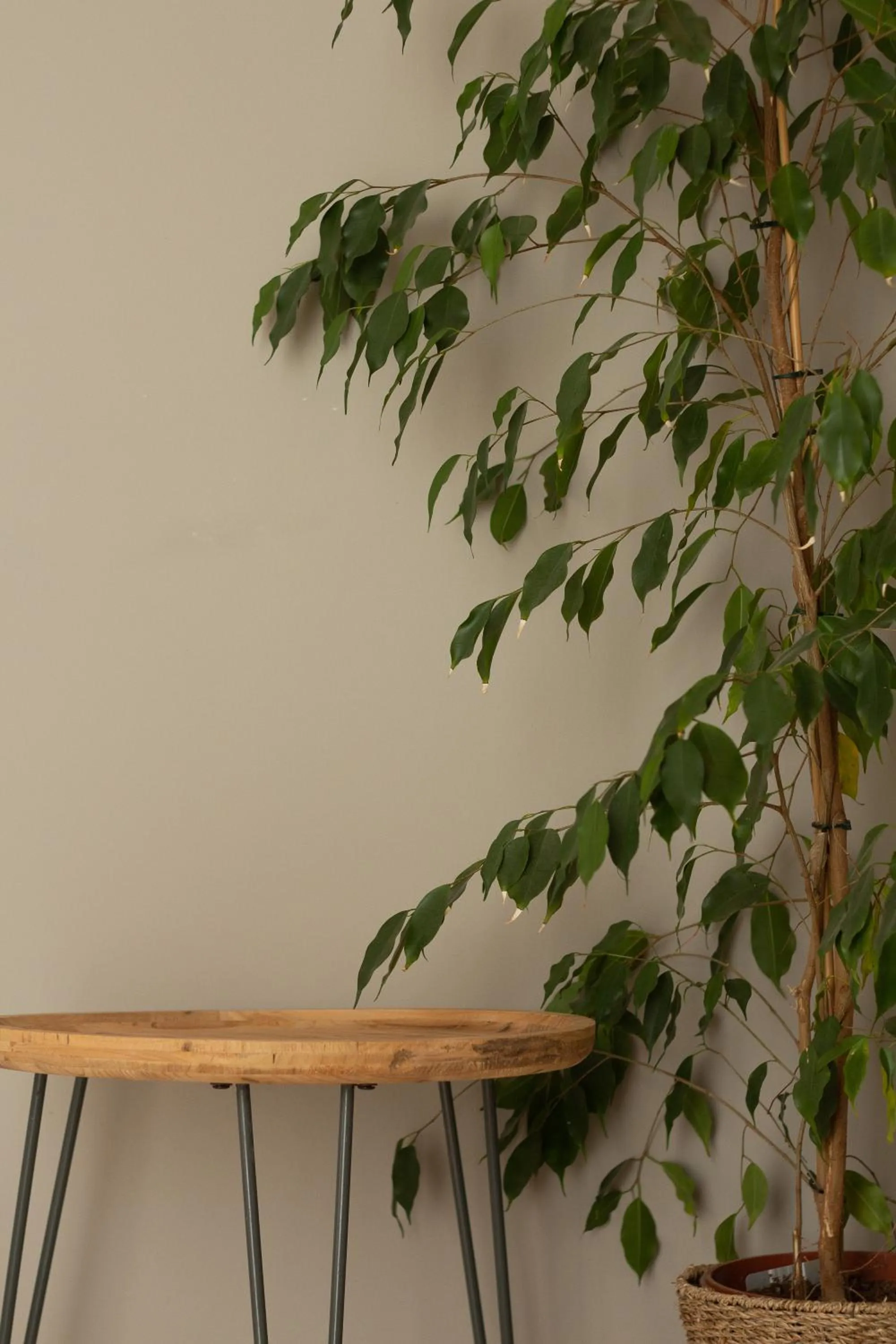 Decorative detail in Villa dei Venti