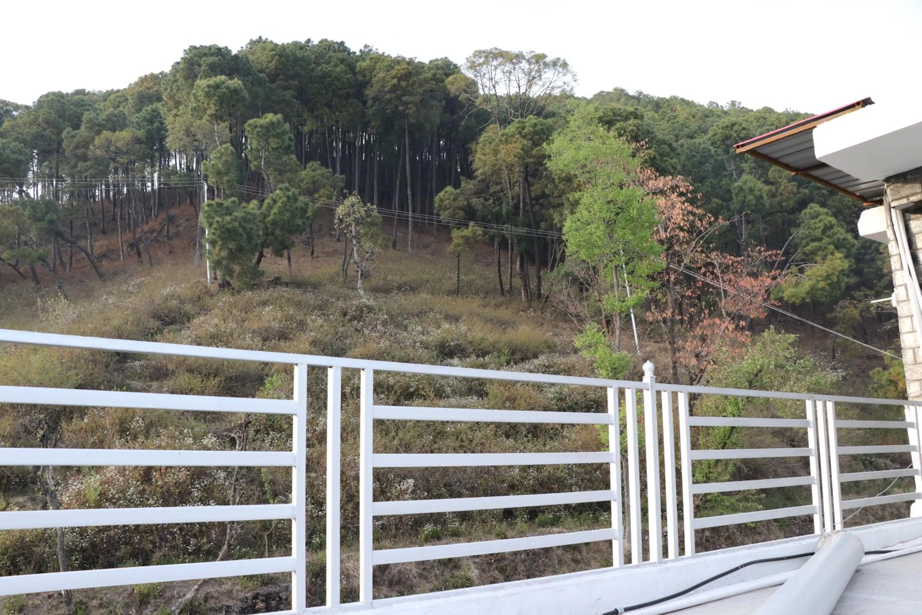 Balcony/Terrace in Hotel Ashiana Palampur