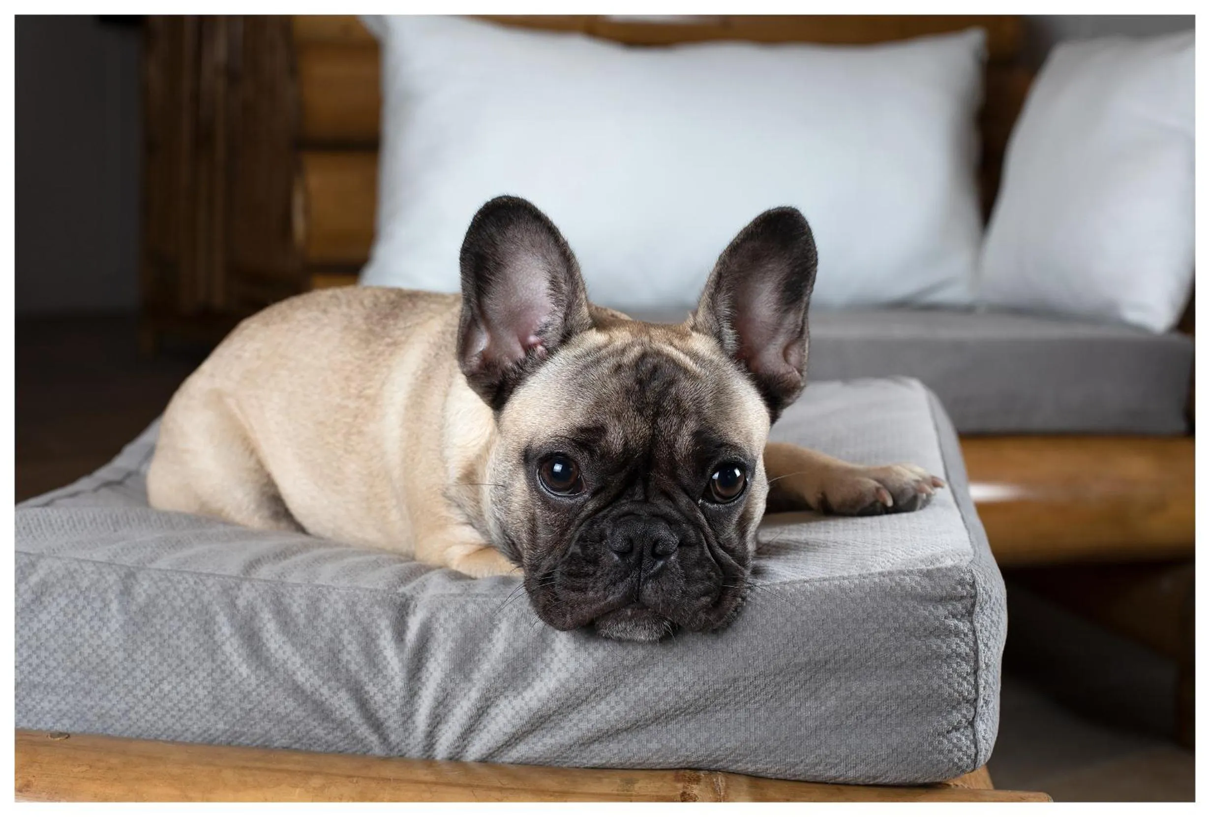 Pets in Hotel Plaza Yara