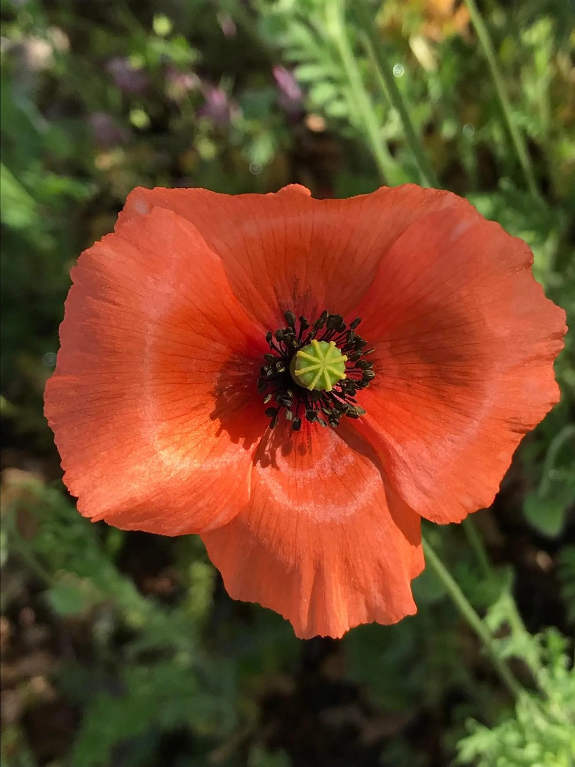 Activities in Herdade do Ananás