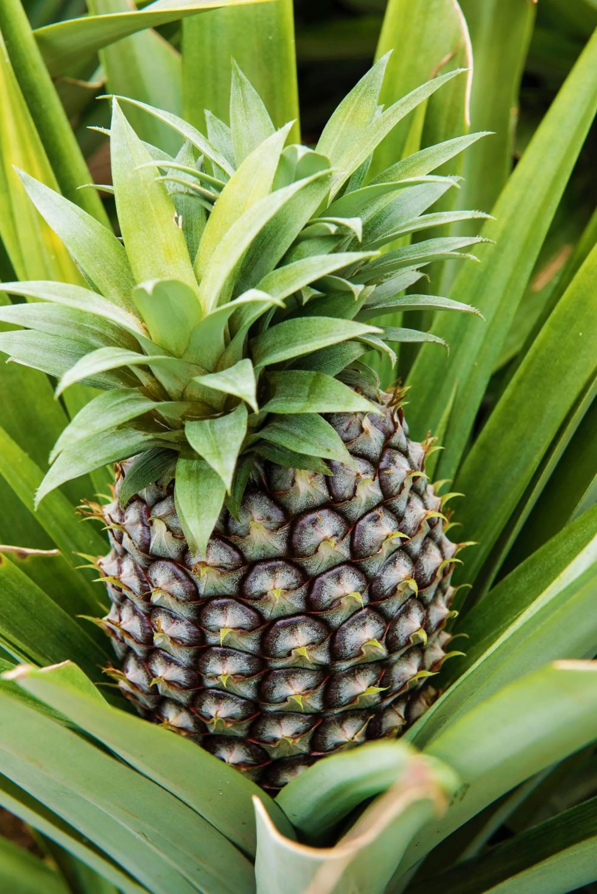 Food and drinks in Herdade do Ananás