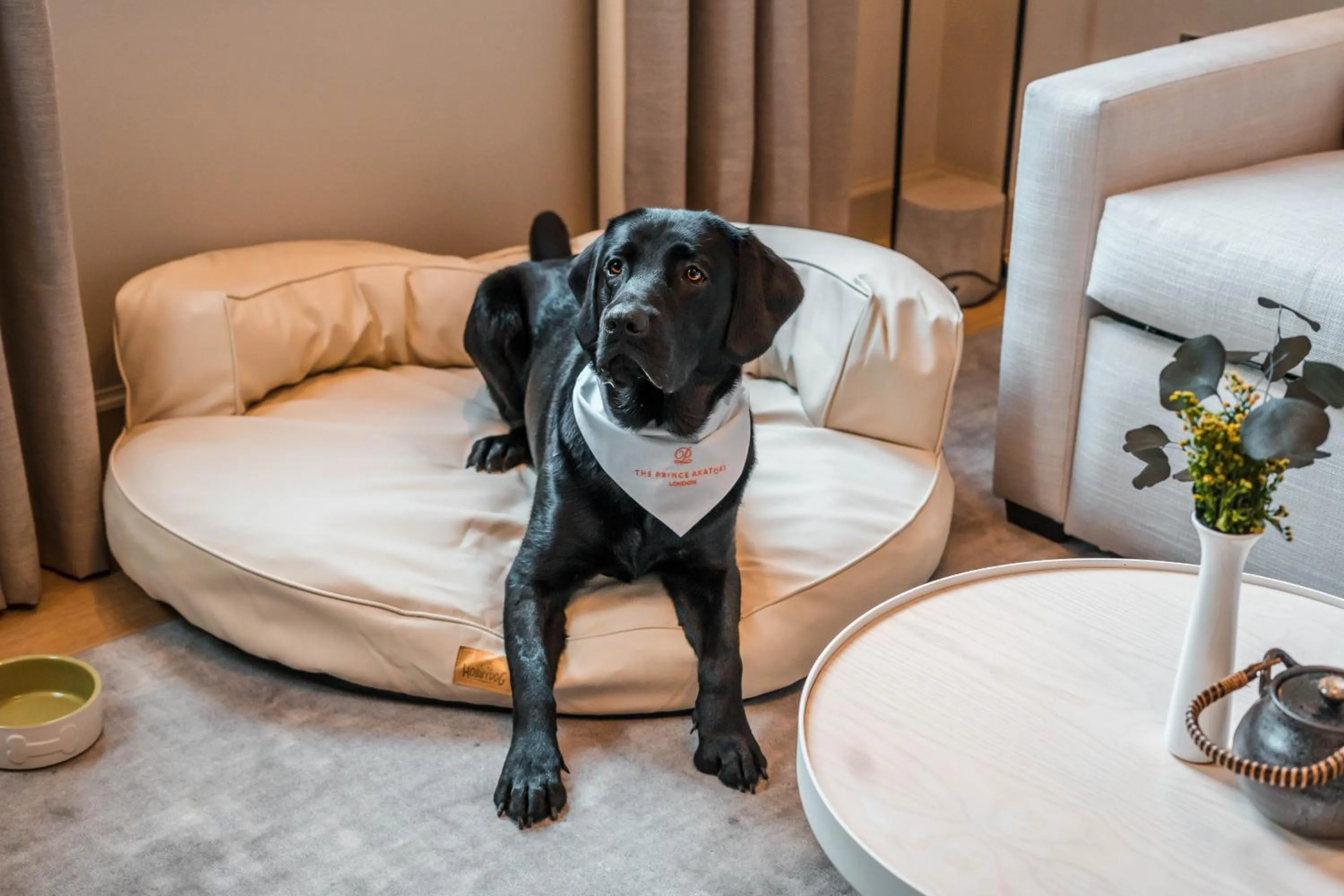 Pets, Bed in The Prince Akatoki London