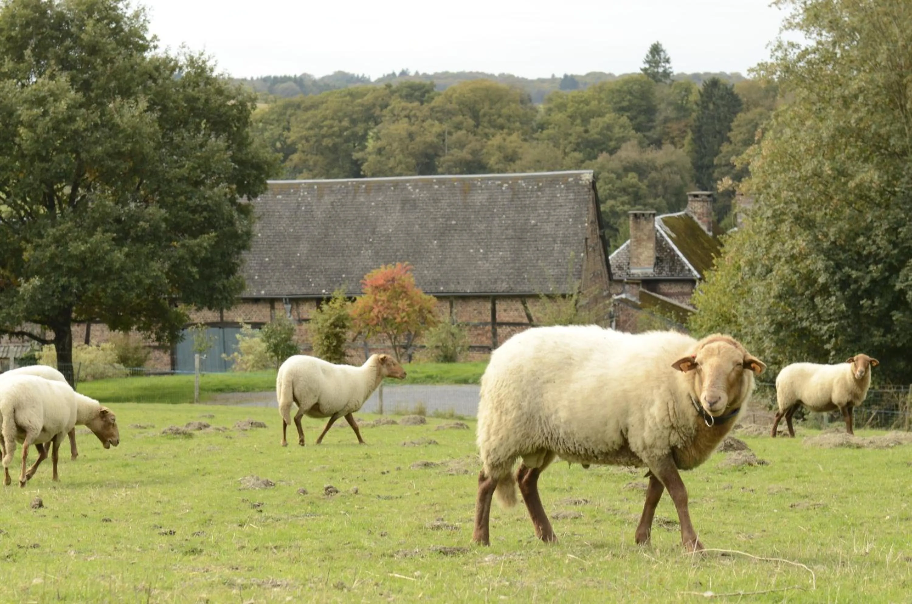Animals in B&B Ferme de Leuze Rustieke Gîtes nabij Durbuy, eigen laadpalen