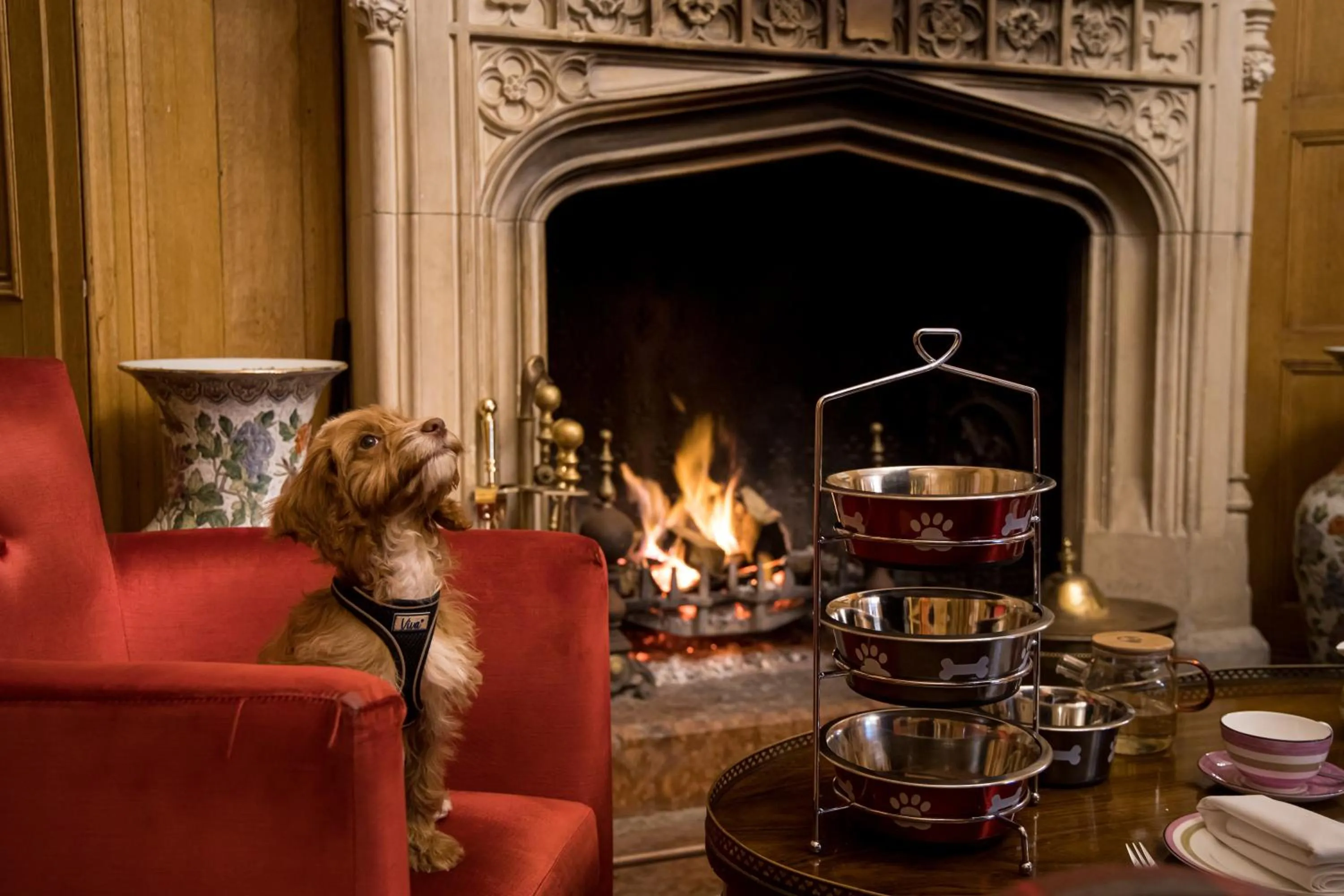 Pets in Alexander House Hotel & Utopia Spa