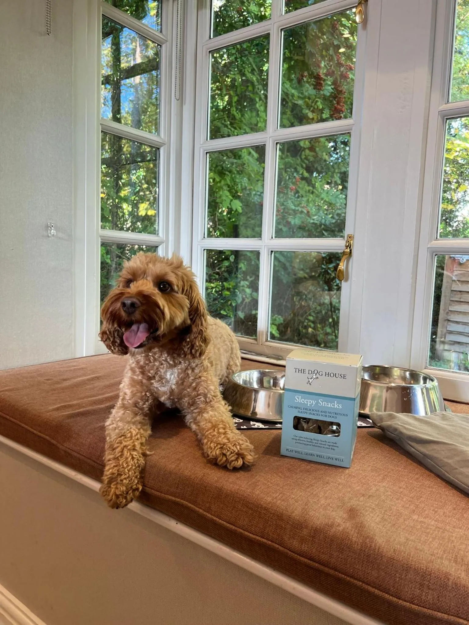 Pets in Langshott Manor - Luxury Hotel Gatwick