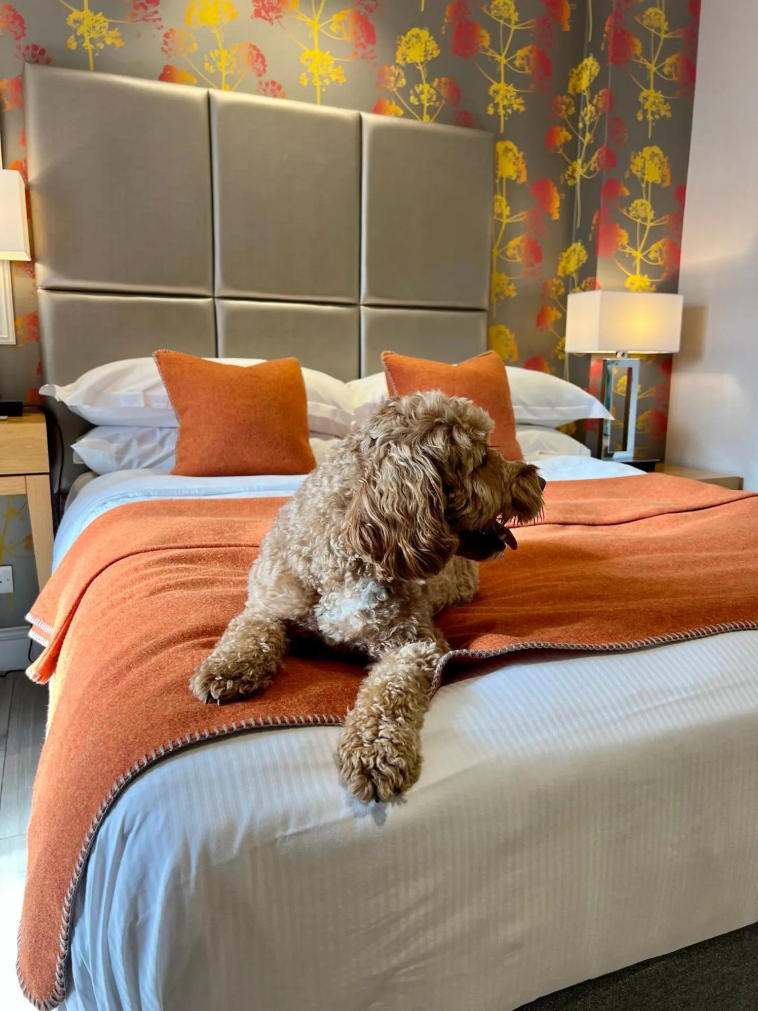 Pets, Bed in Langshott Manor - Luxury Hotel Gatwick