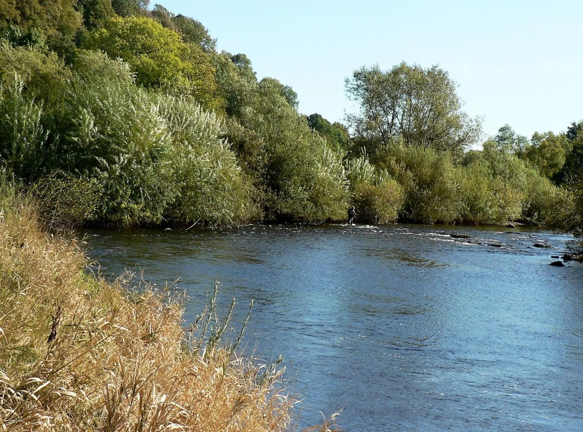 Fishing in Black Swan