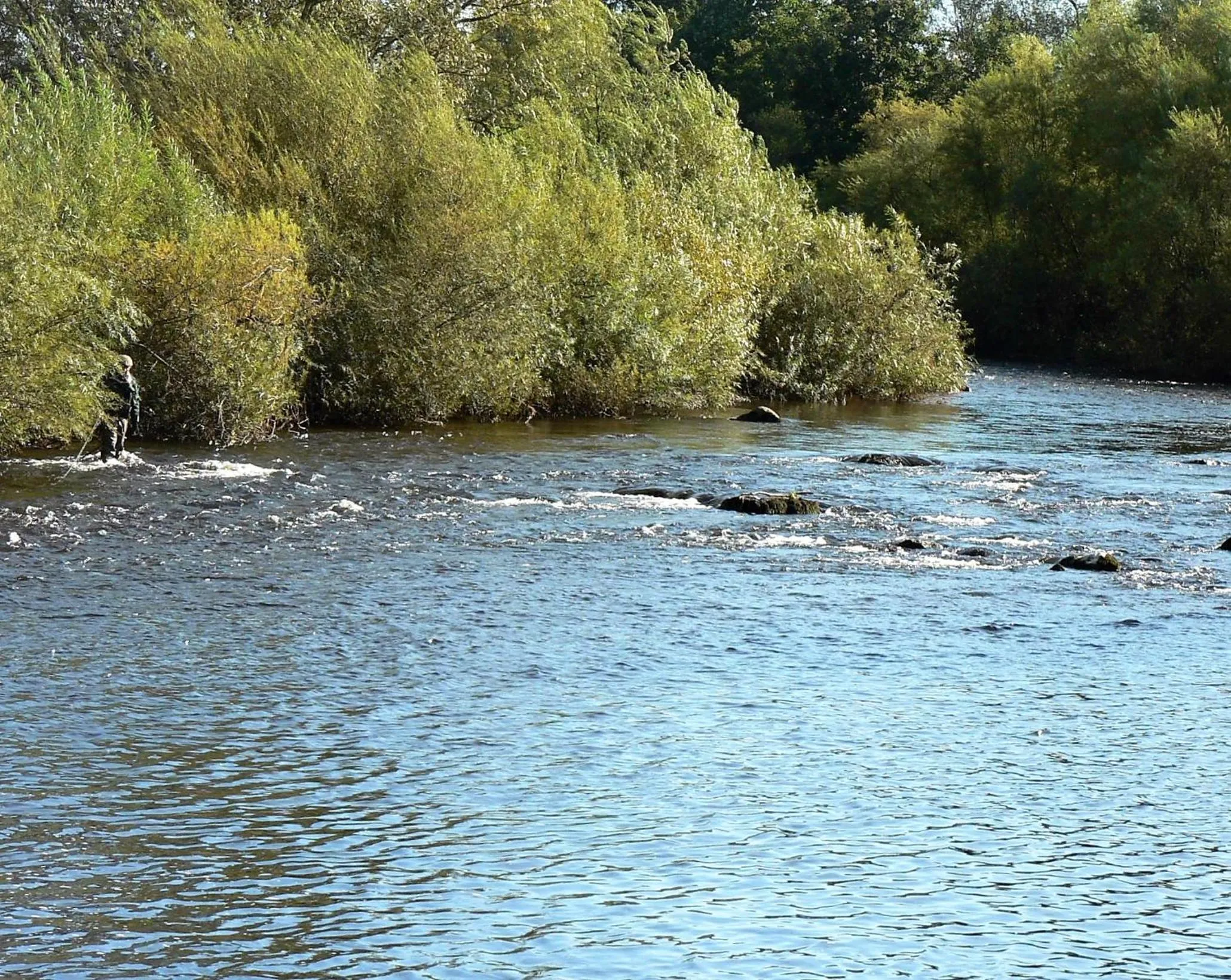 Fishing in Black Swan