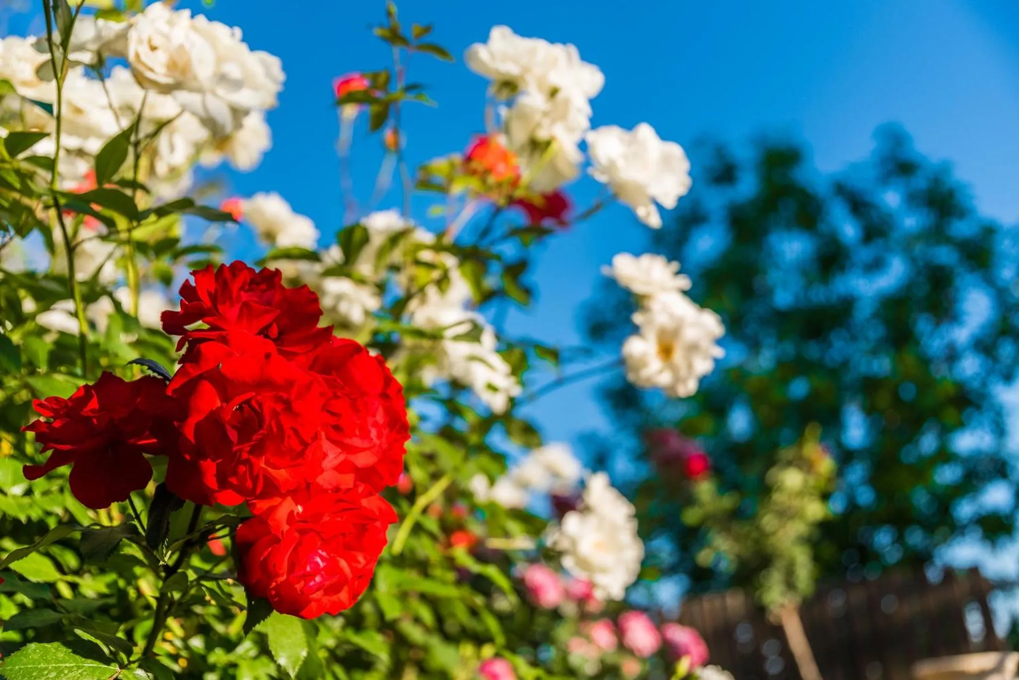 Garden in Betzel Ha'Ella