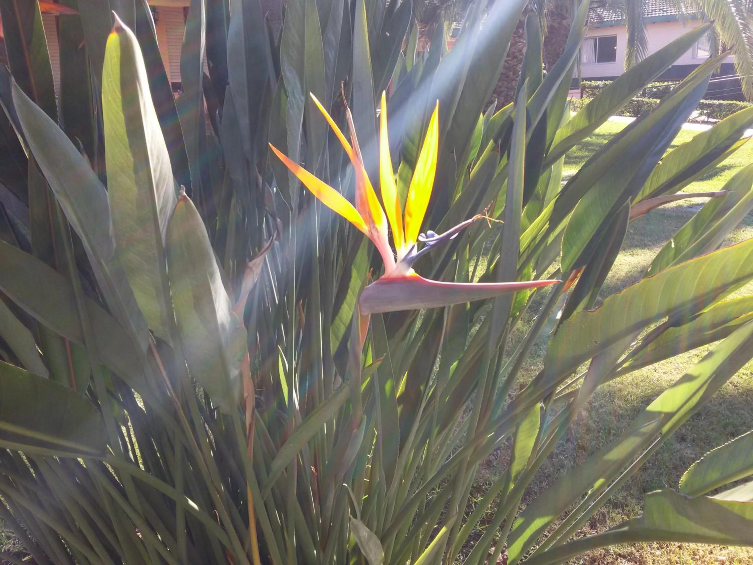 Garden in Arapey Oasis Termal Hotel