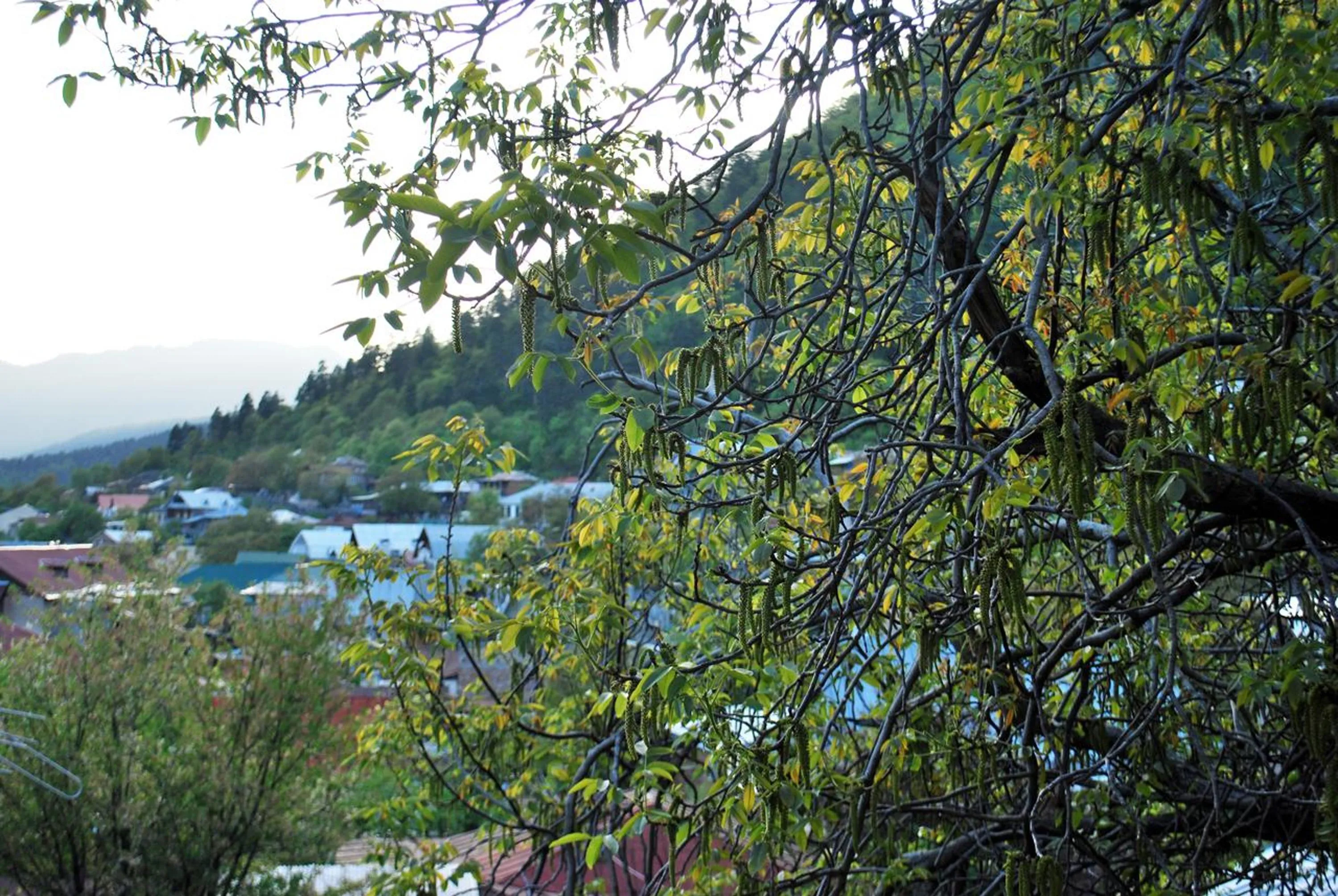 Property building in Hotel Old Borjomi