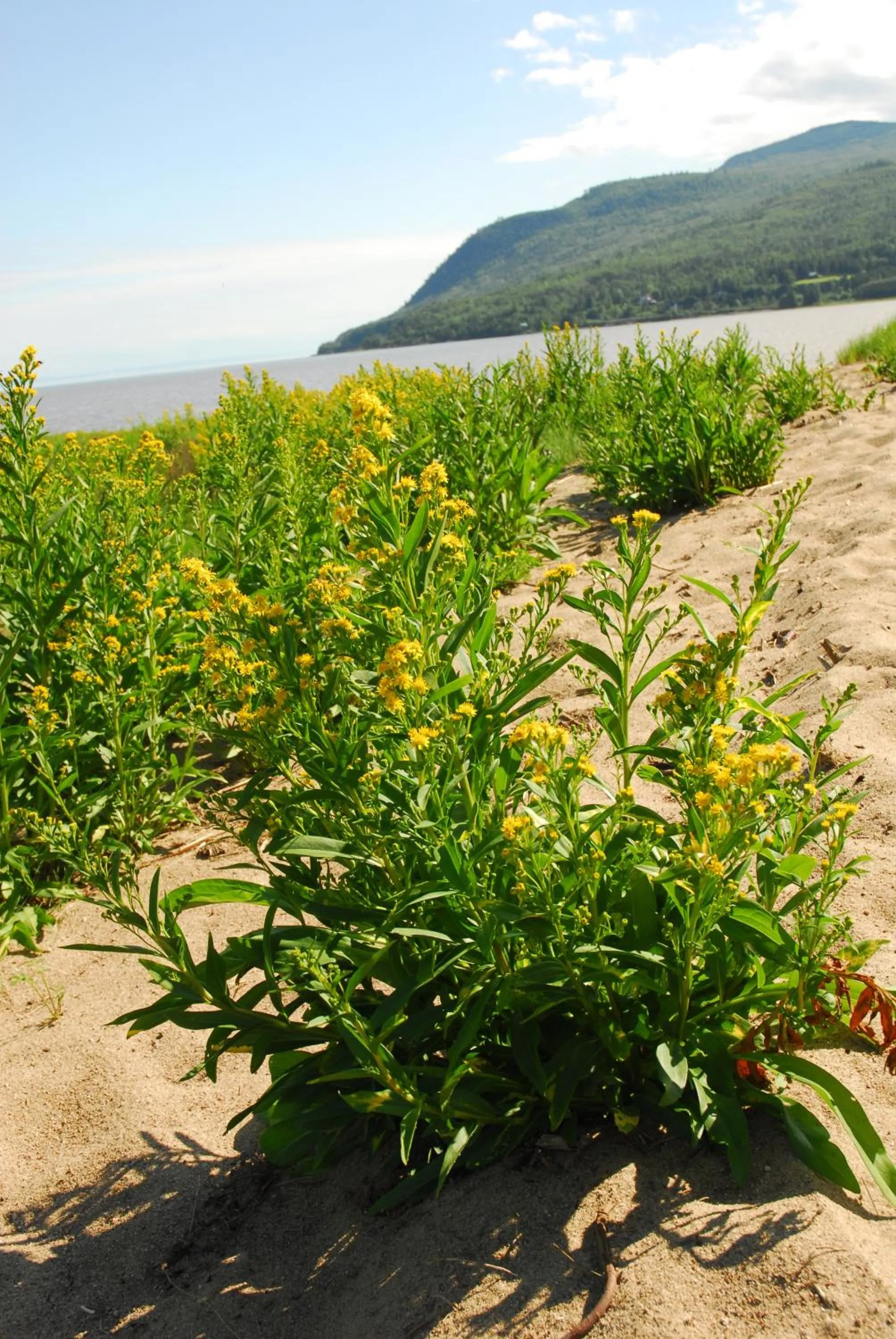 Beach in Domaine Belle Plage
